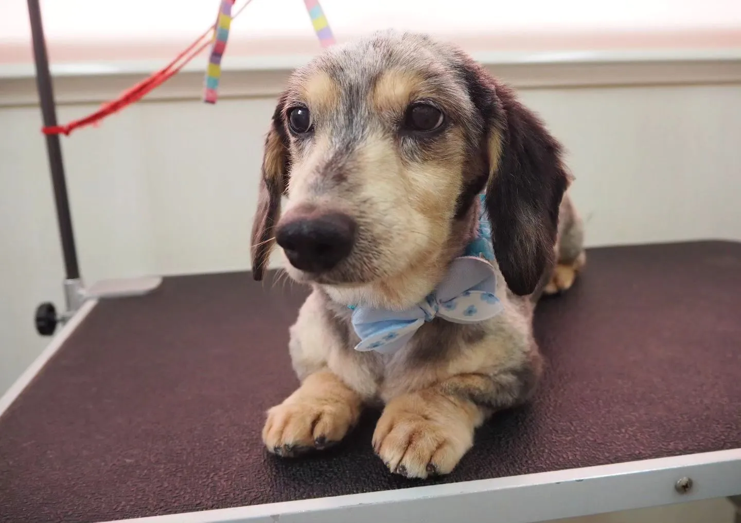 【トリミング】ミニチュアダックスフンド【5mmバリカン仕上げ...