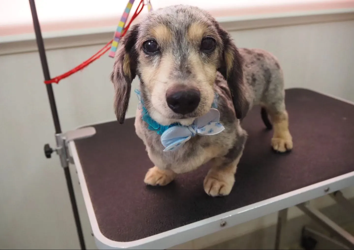 【トリミング】ミニチュアダックスフンド【5mmバリカン仕上げ...