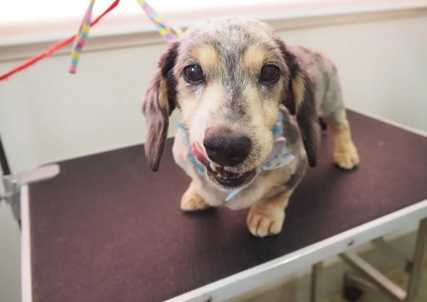 【トリミング】ミニチュアダックスフンド【5mmバリカン仕上げ...