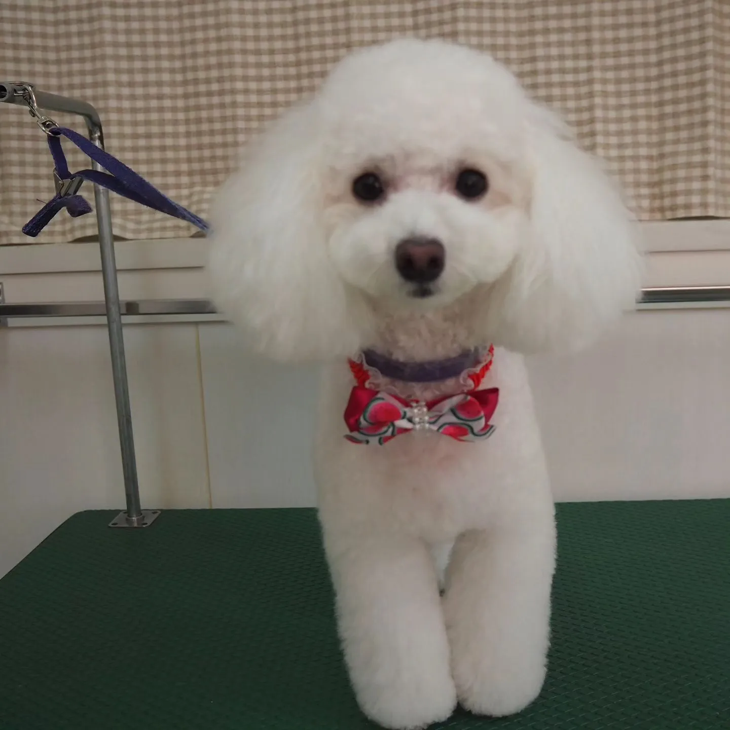 【トリミング】トイプードル【テディベア】