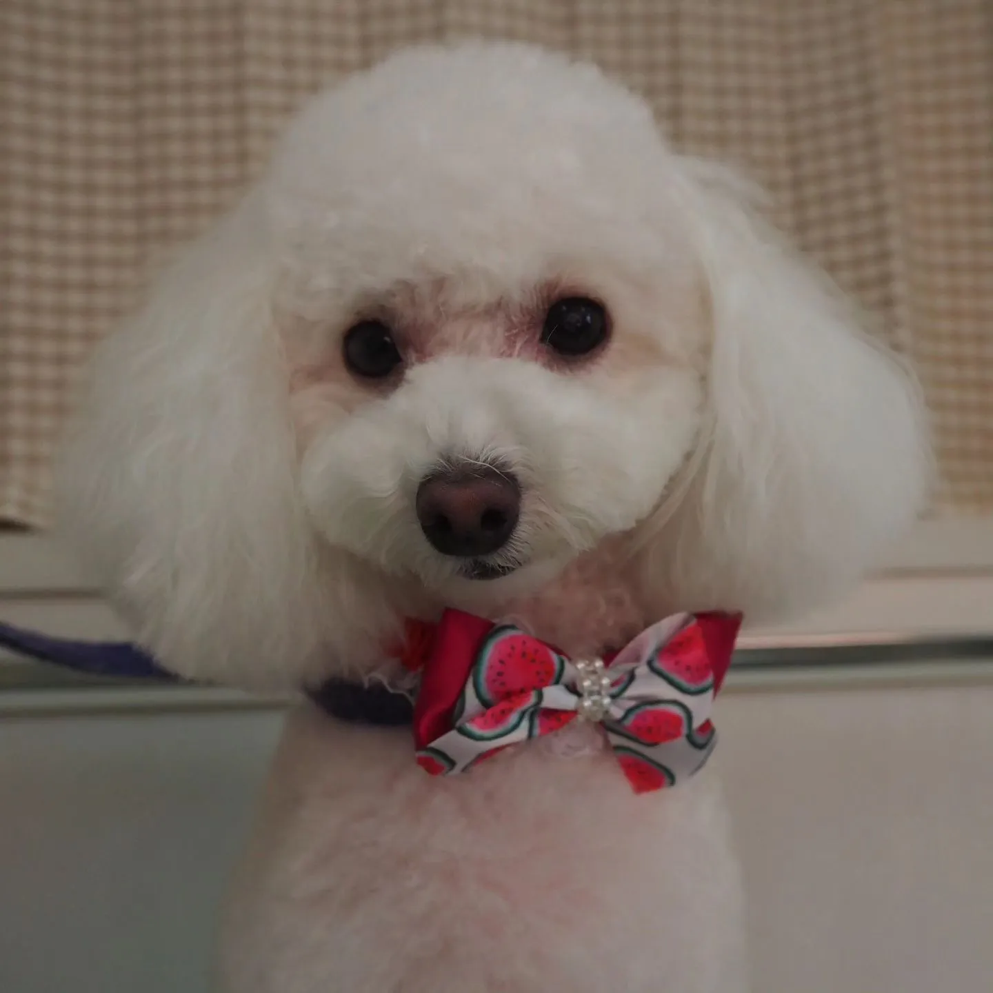 【トリミング】トイプードル【テディベア】