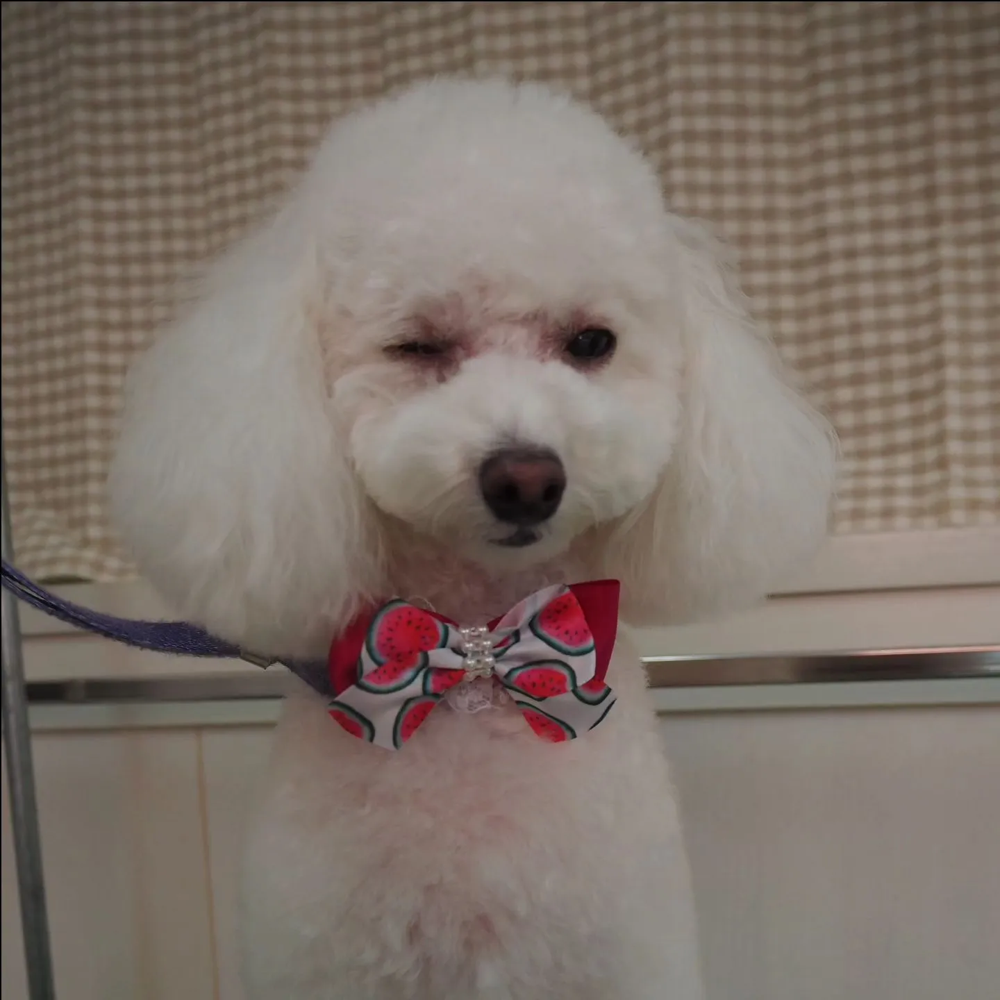 【トリミング】トイプードル【テディベア】