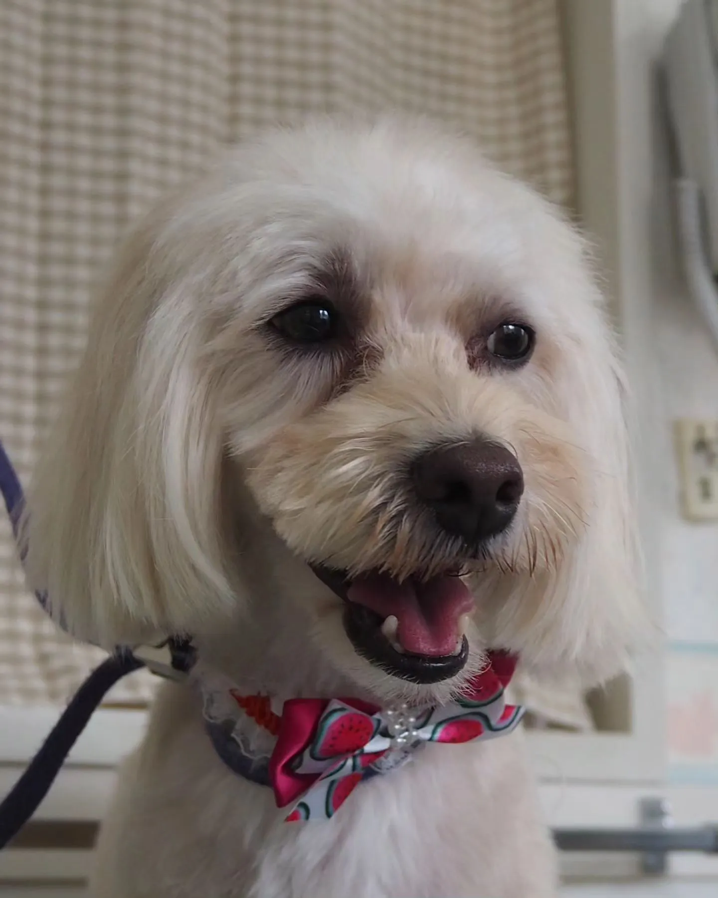 【トリミング】【気品】