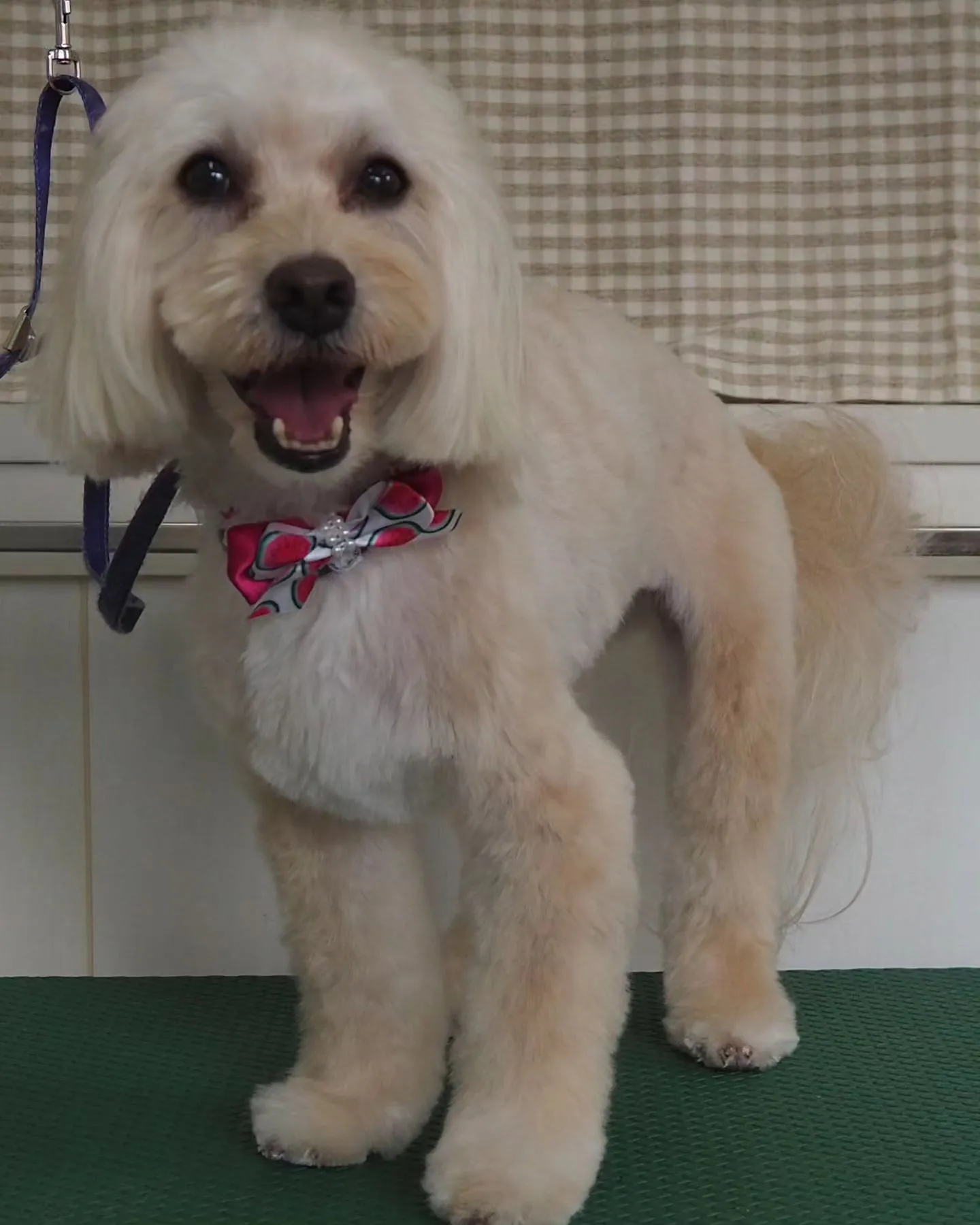 【トリミング】【気品】