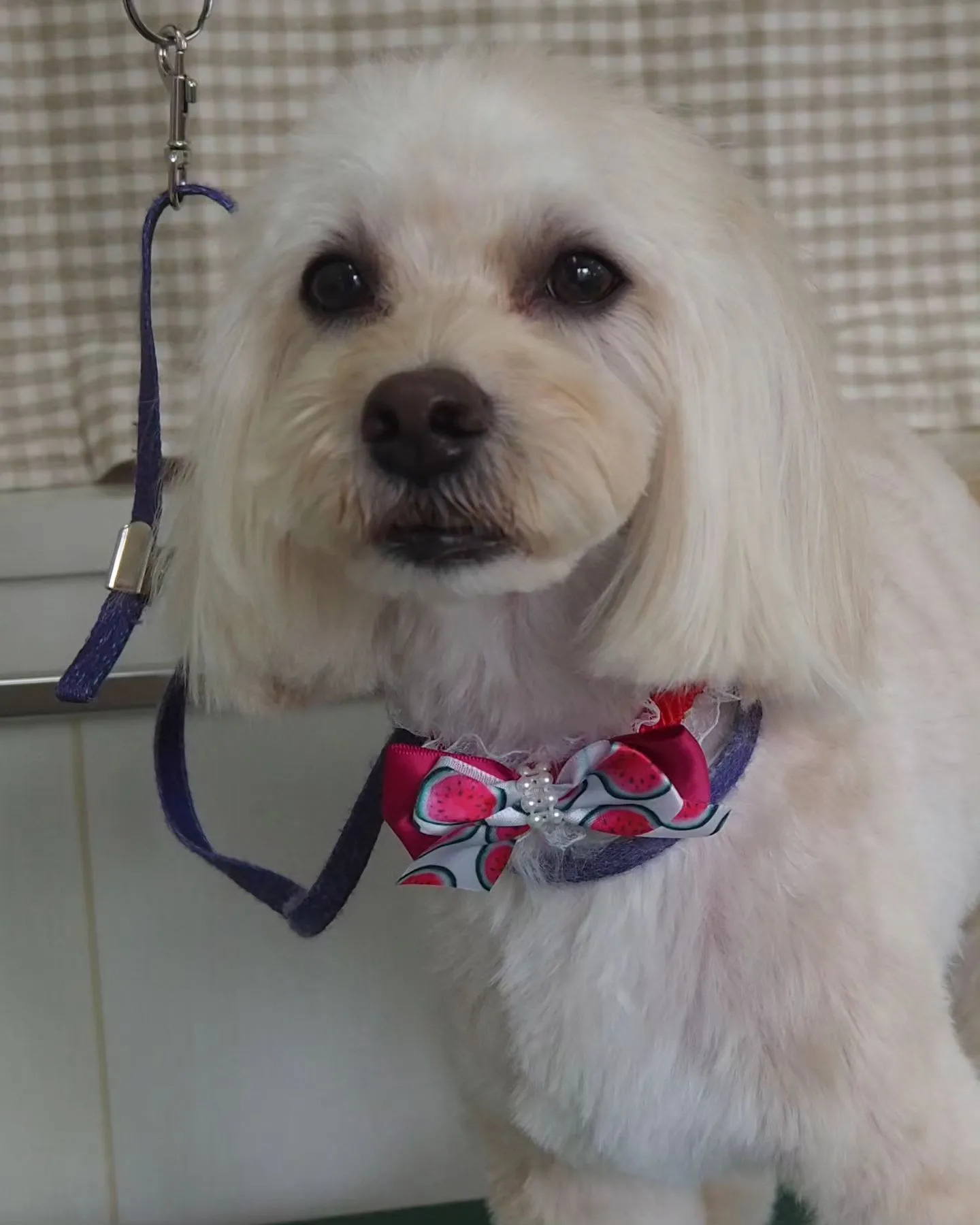 【トリミング】【気品】