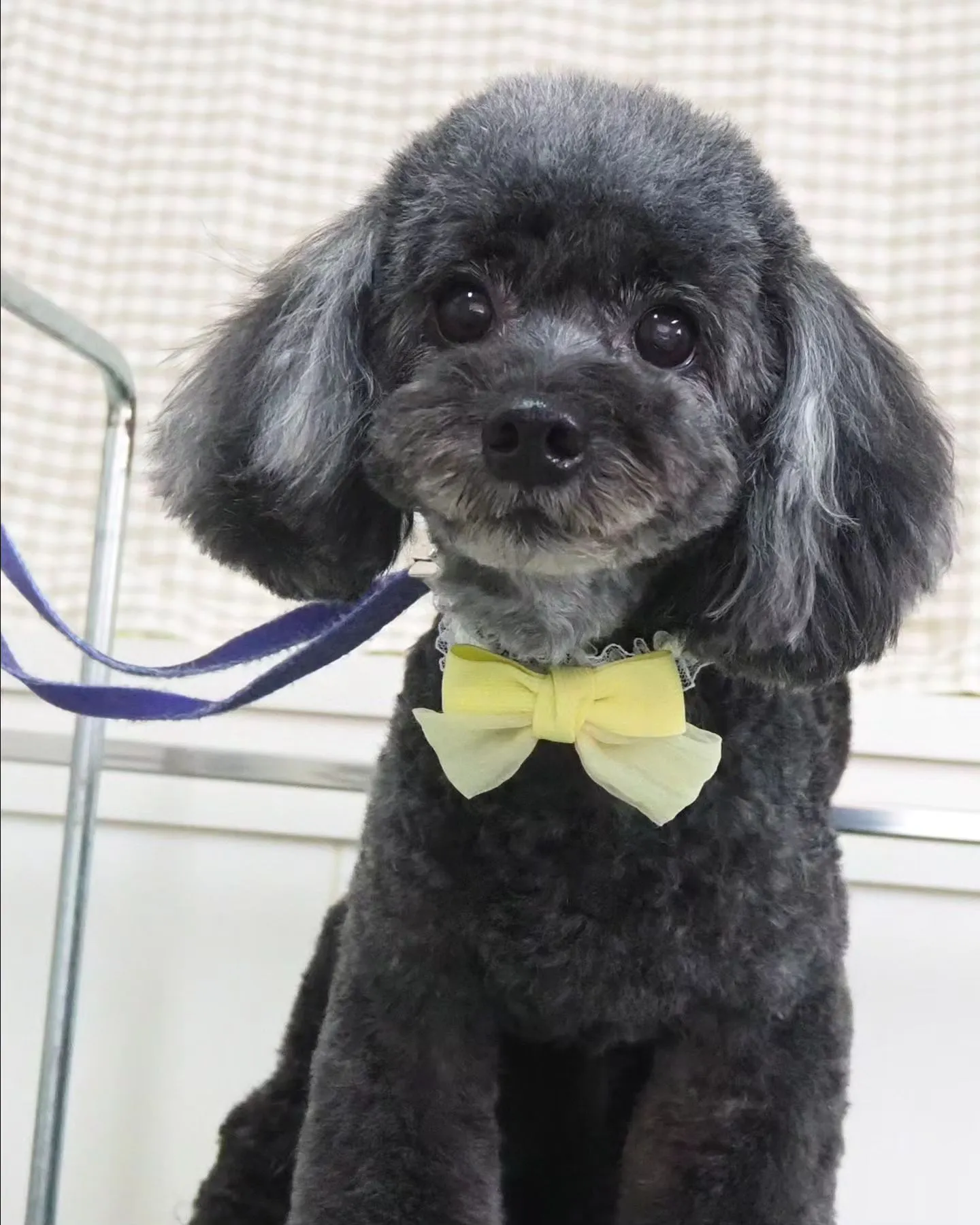 【トリミング】テディベア【トイプードル】