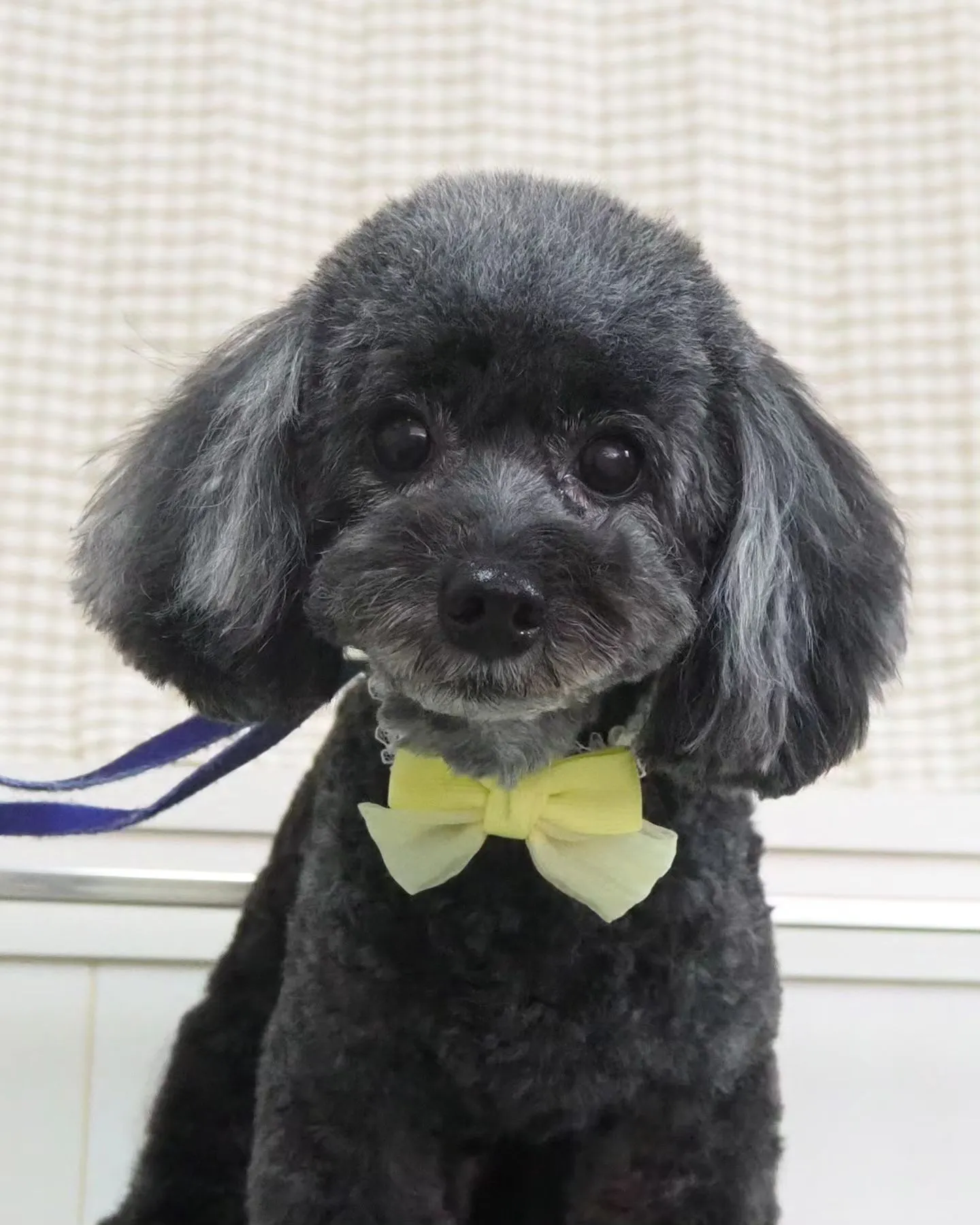 【トリミング】テディベア【トイプードル】