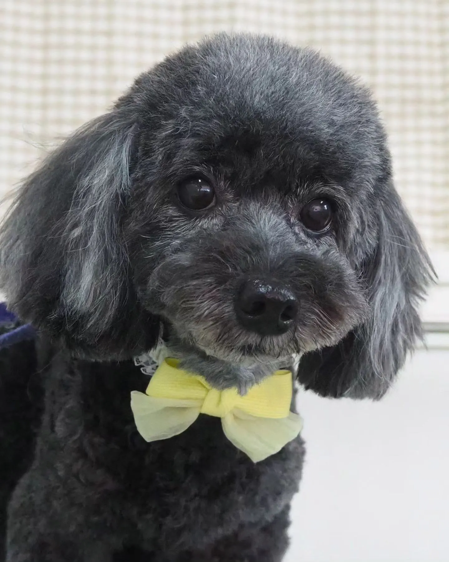 【トリミング】テディベア【トイプードル】