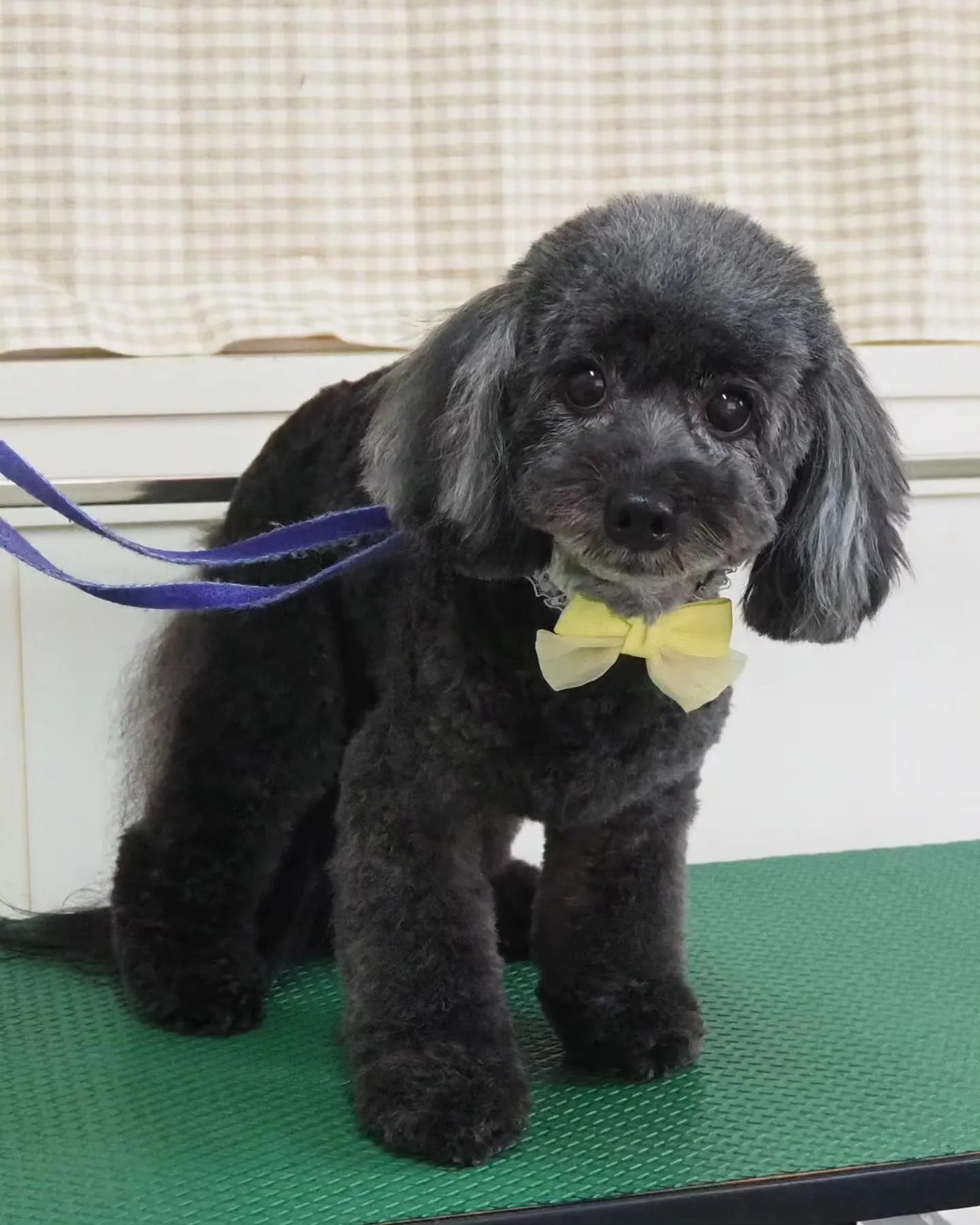 【トリミング】テディベア【トイプードル】