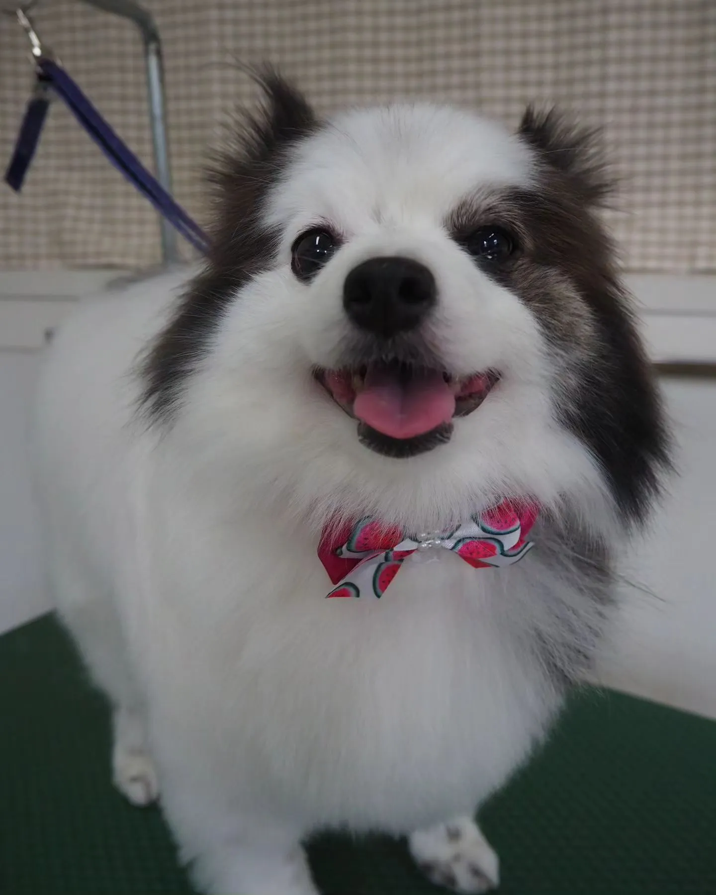 【トリミング】ポメラニアン