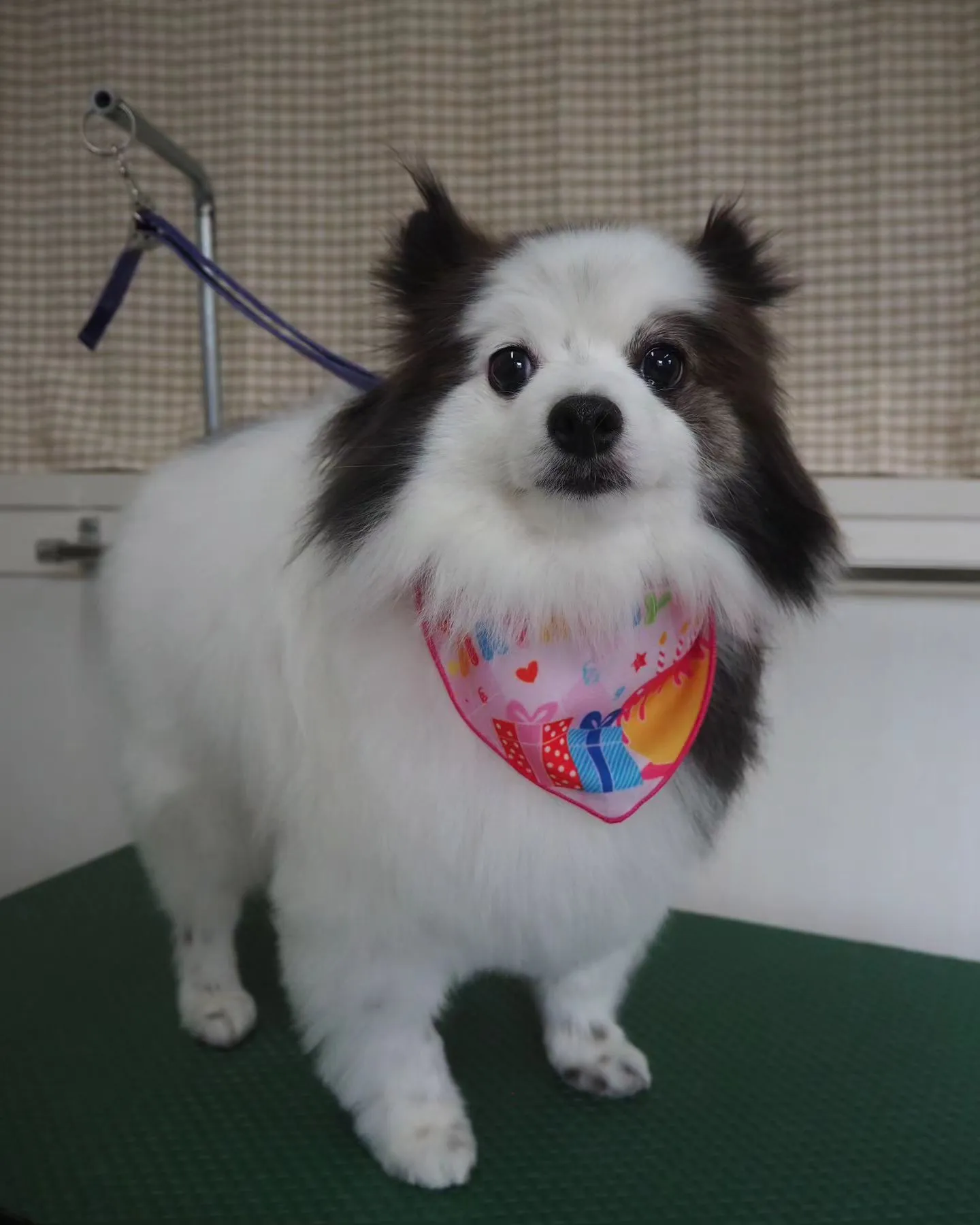 【トリミング】ポメラニアン