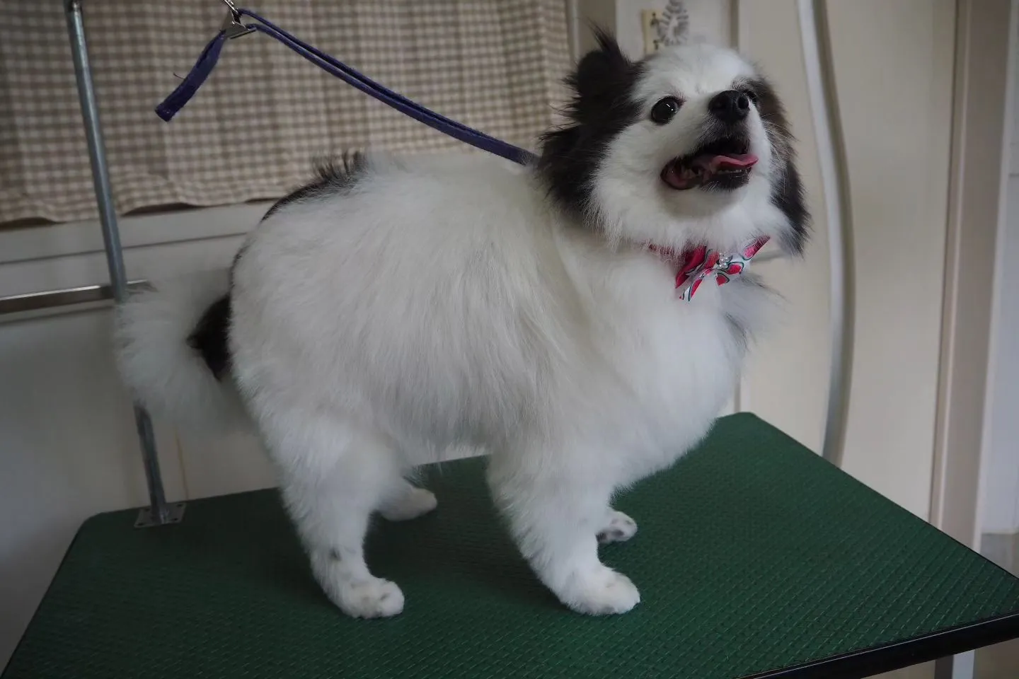 【トリミング】ポメラニアン