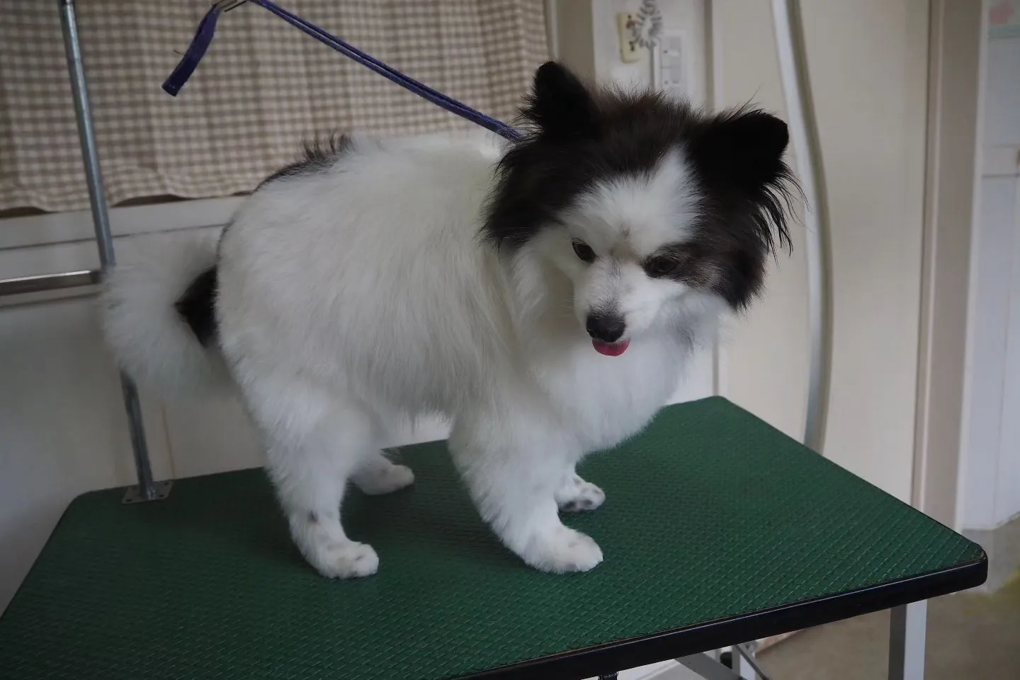 【トリミング】ポメラニアン