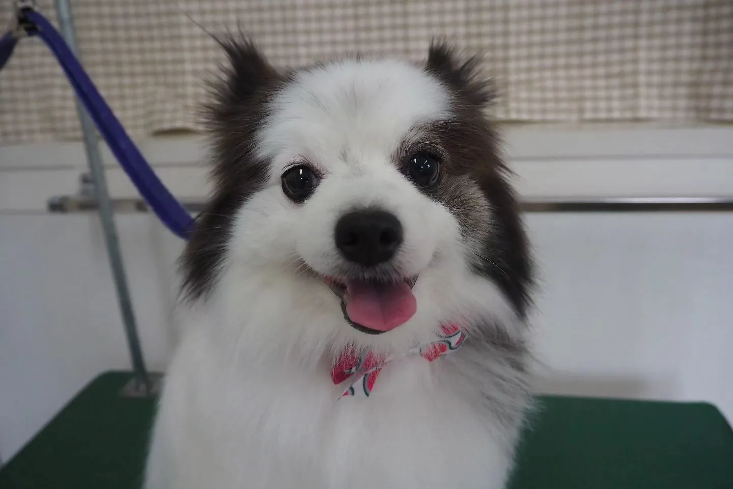 【トリミング】ポメラニアン