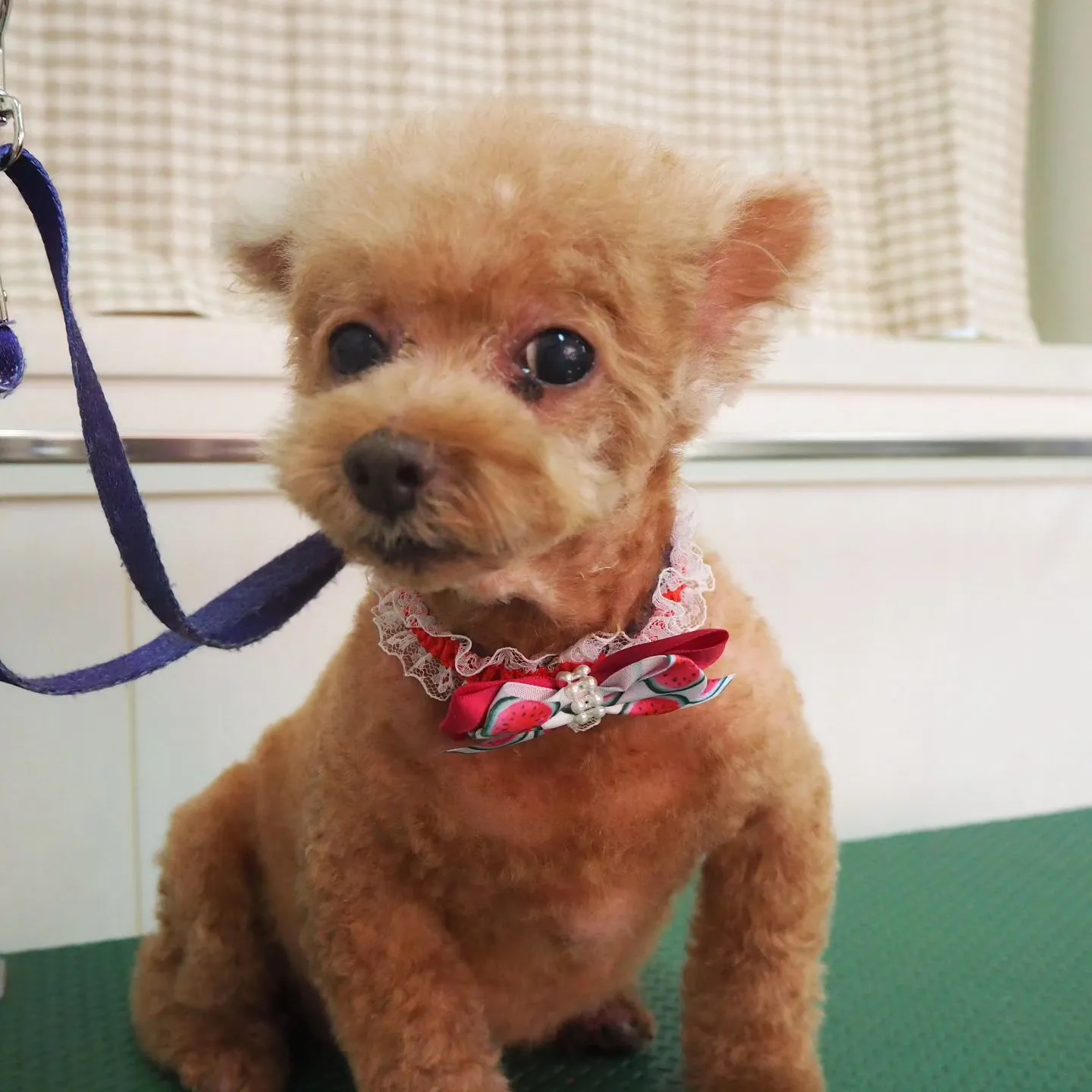 【トリミング】ご希望カット【トイプードル】