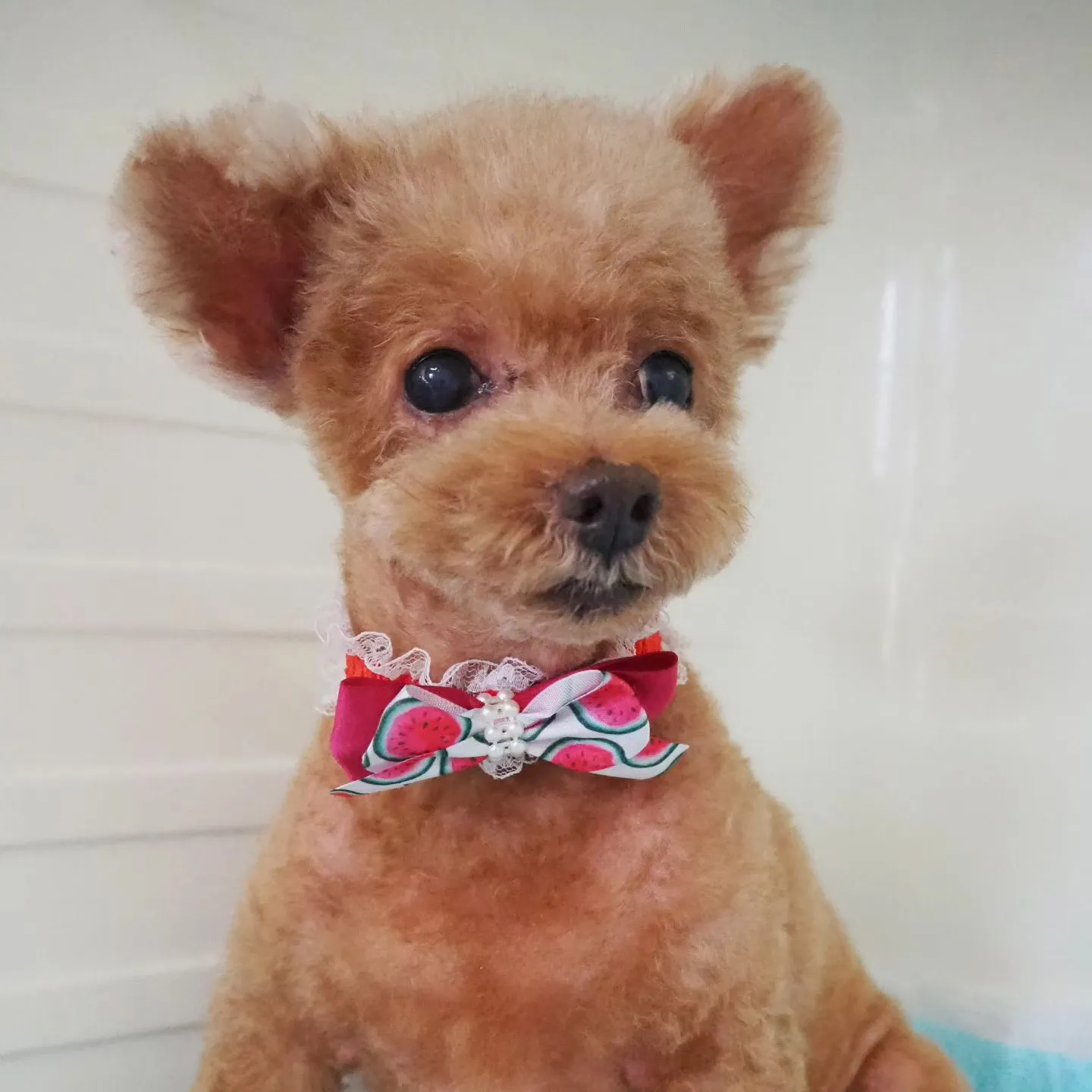 【トリミング】ご希望カット【トイプードル】