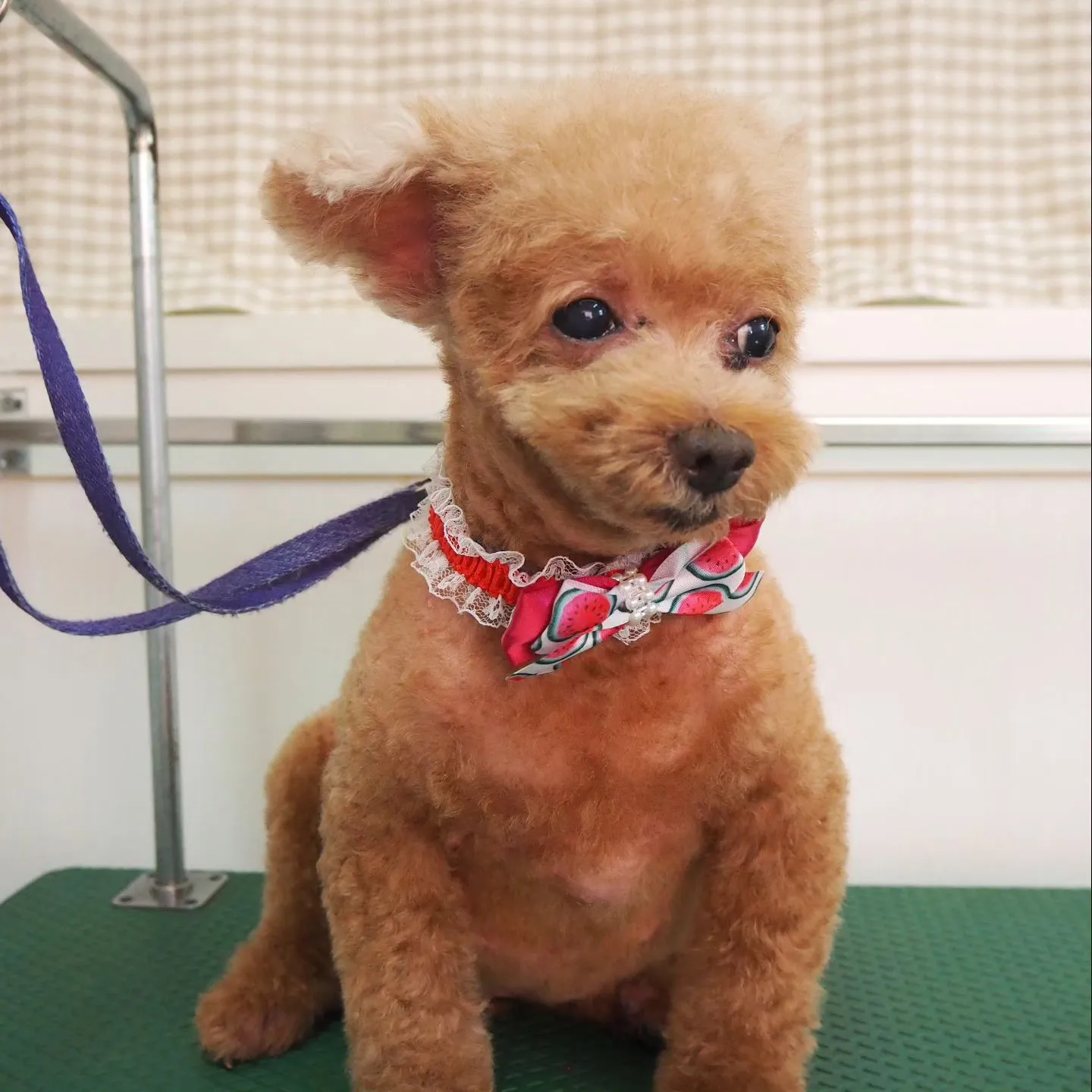 【トリミング】ご希望カット【トイプードル】