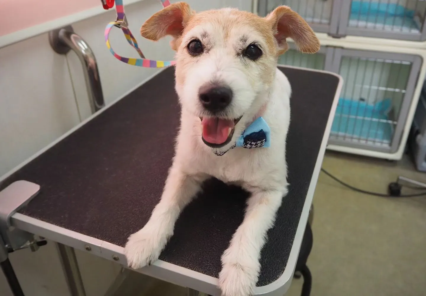 【トリミング】バリカン仕上げ【ジャックラッセルテリア】