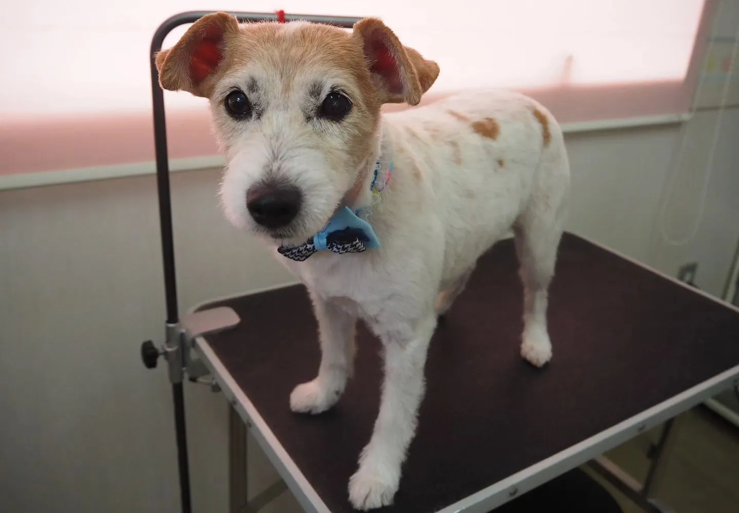 【トリミング】バリカン仕上げ【ジャックラッセルテリア】