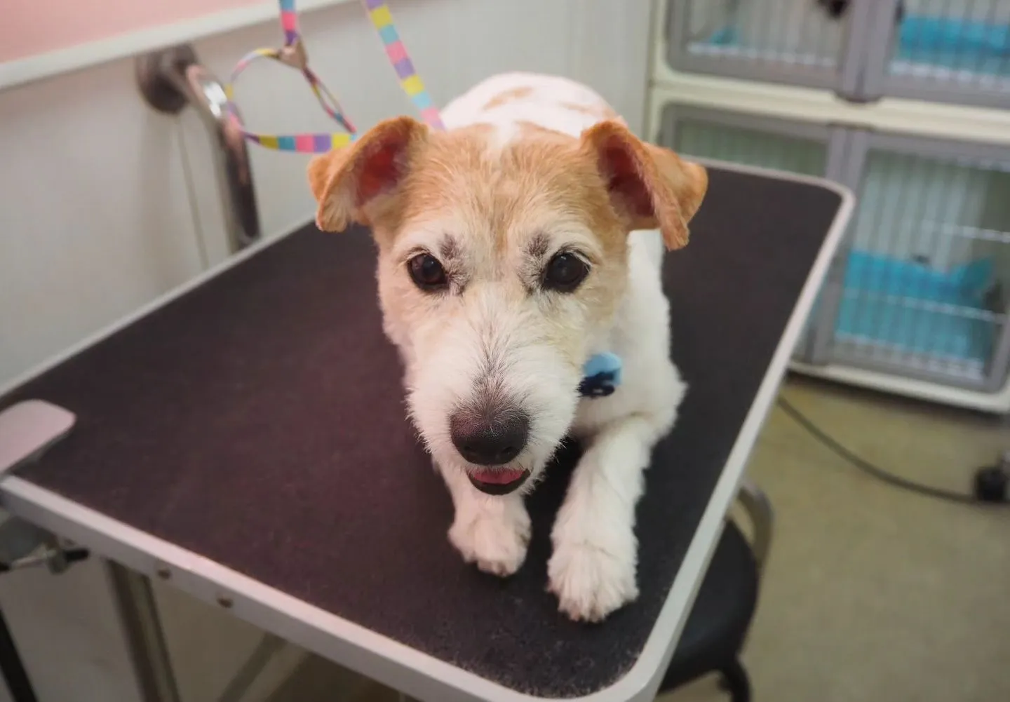 【トリミング】バリカン仕上げ【ジャックラッセルテリア】