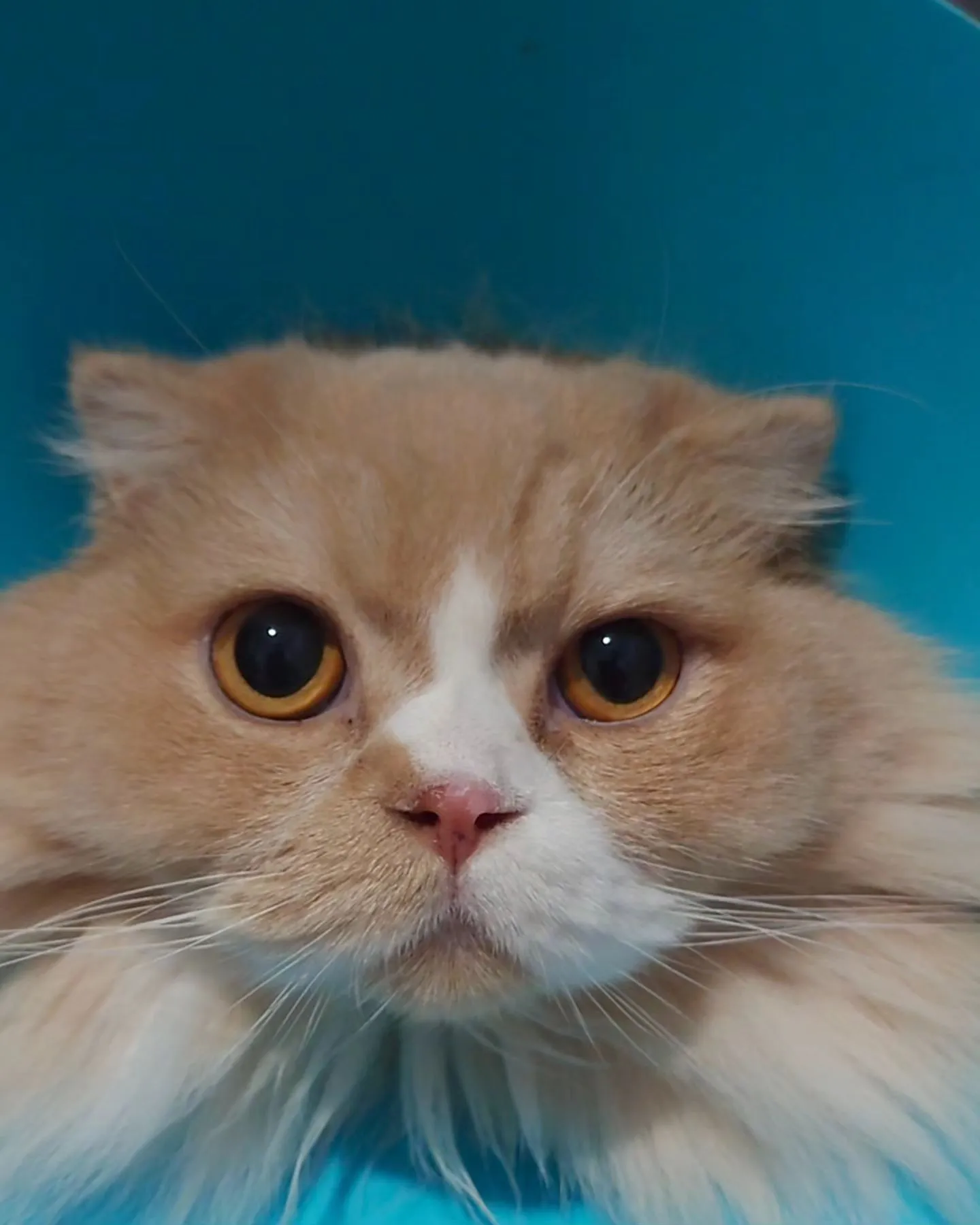 【目薬】猫ちゃん【入院】