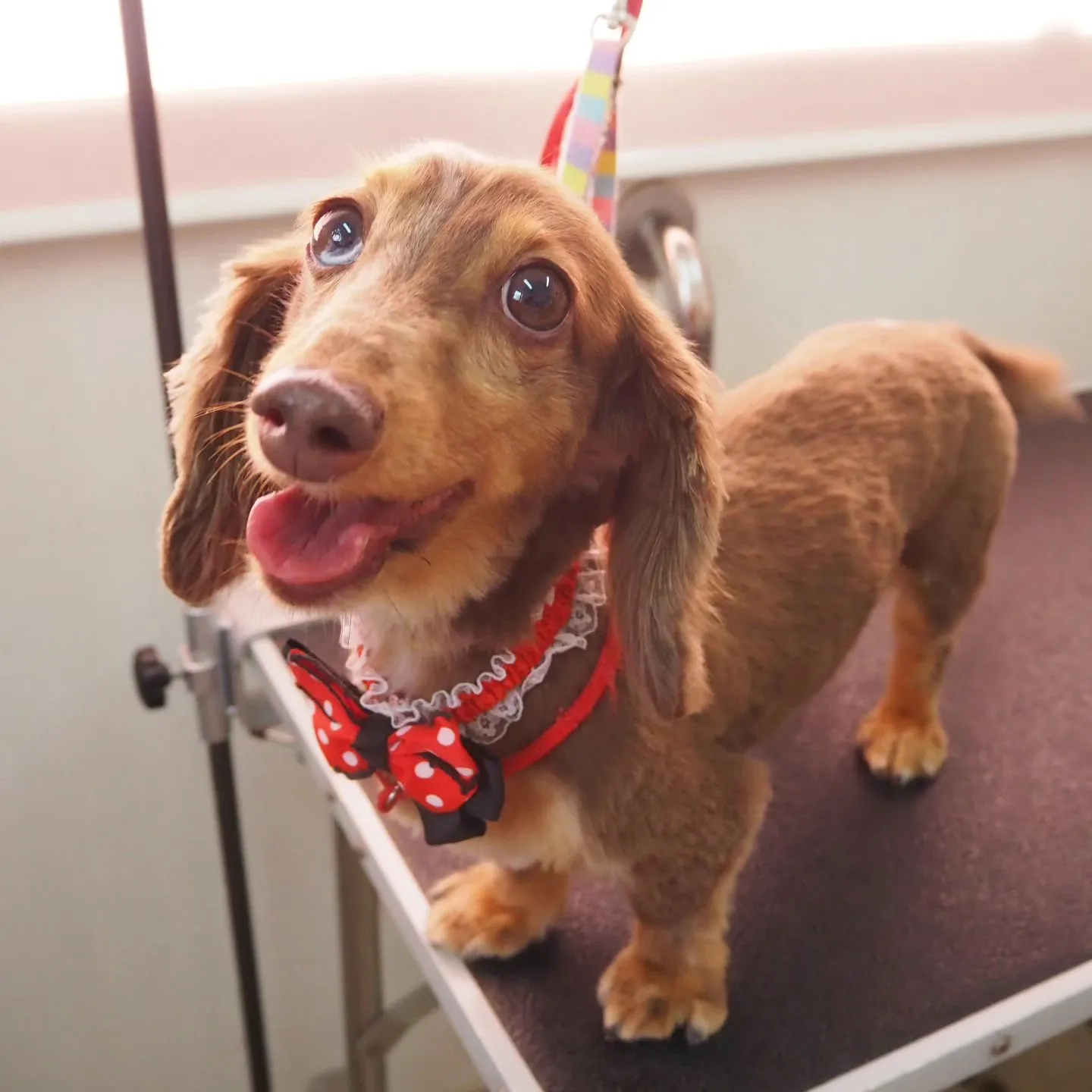 【トリミング】バリカン仕上げ【ダックスフンド】