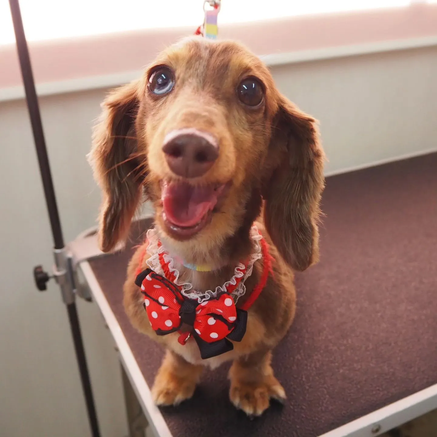 【トリミング】バリカン仕上げ【ダックスフンド】