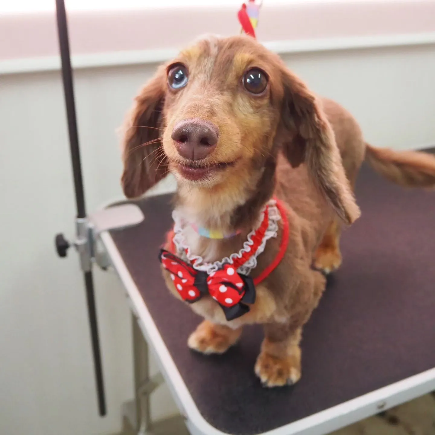 【トリミング】バリカン仕上げ【ダックスフンド】