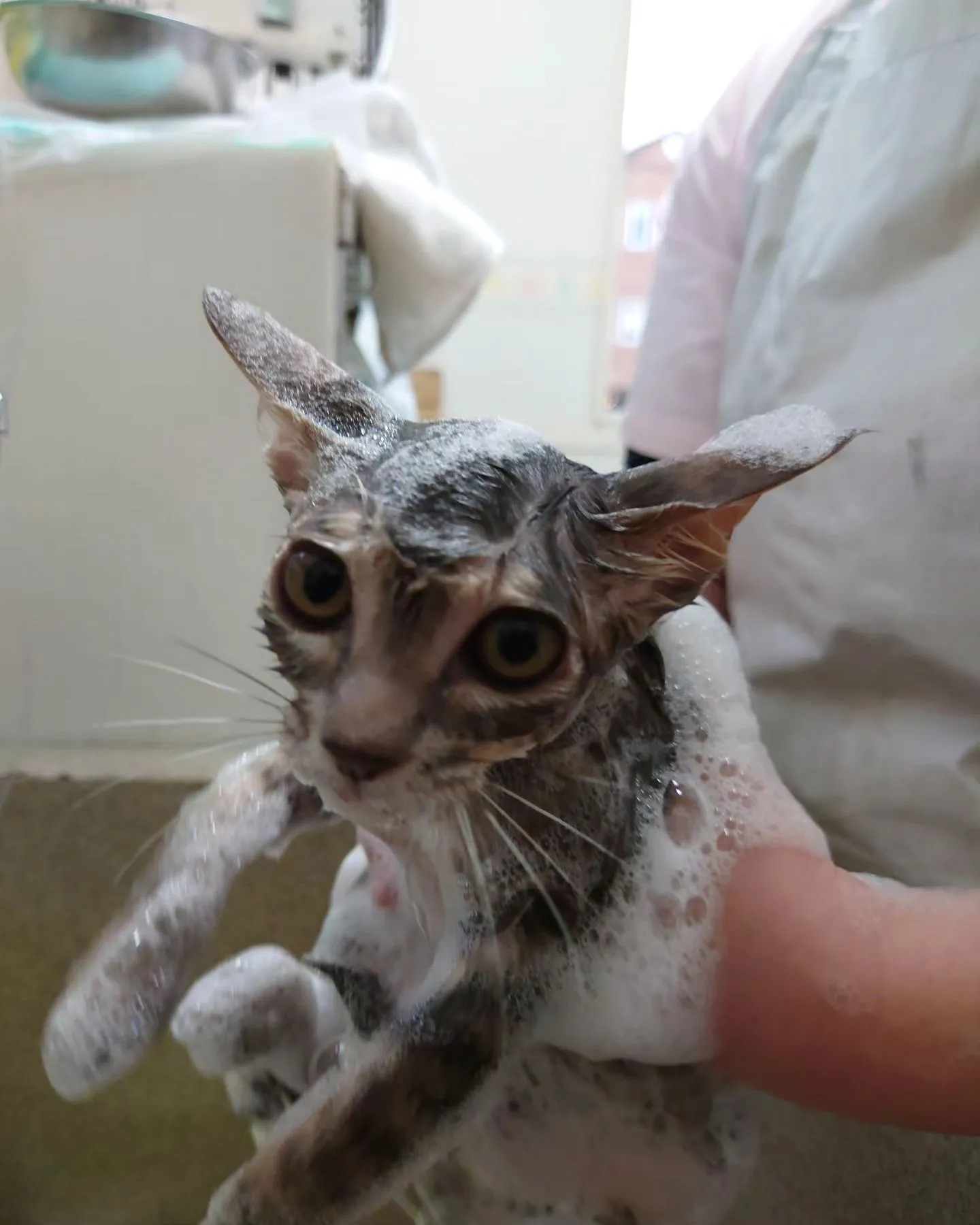 【綺麗になります】保護猫ちゃん【薬浴シャンプー】