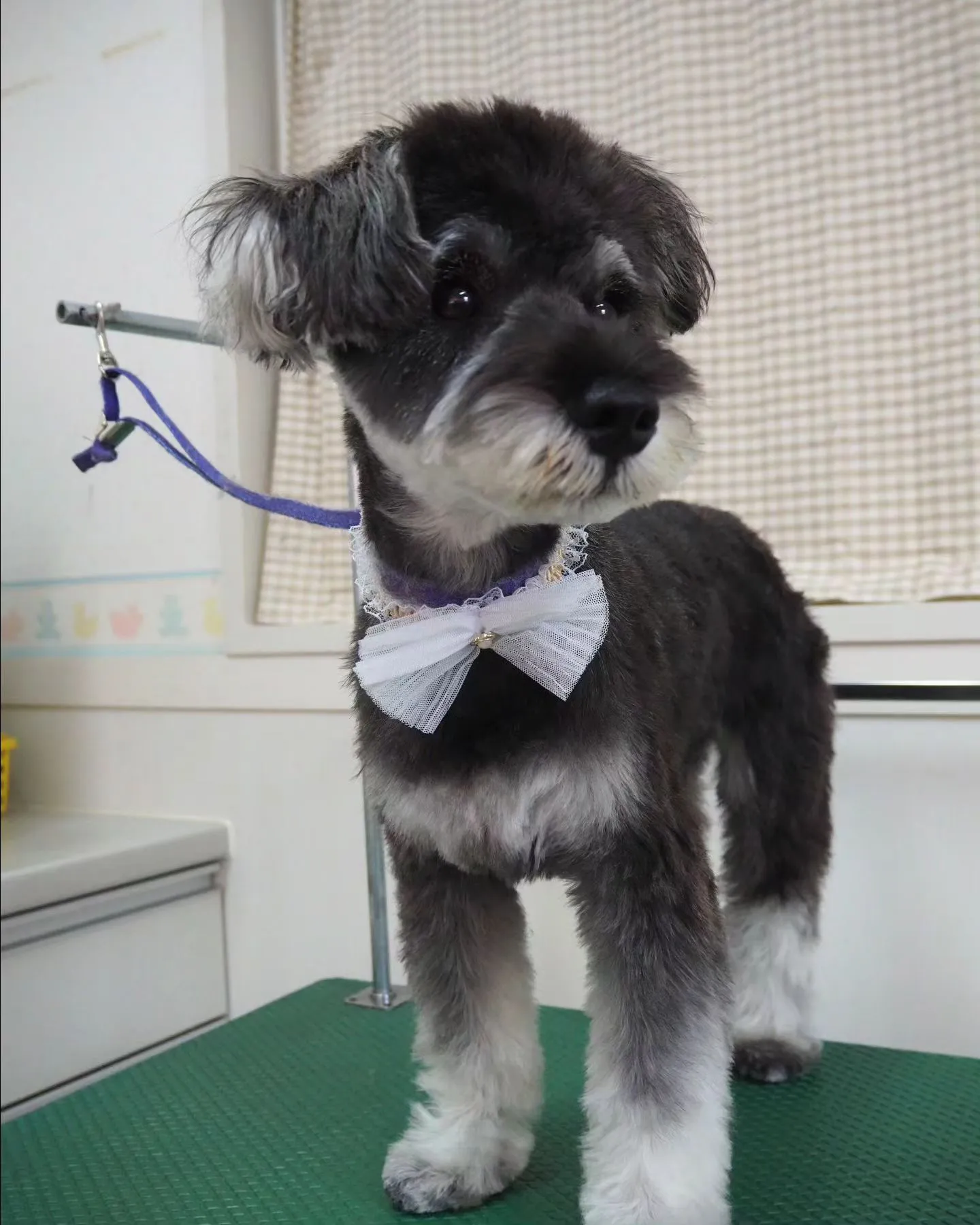 【トリミング】シュナウザー【テディベア】