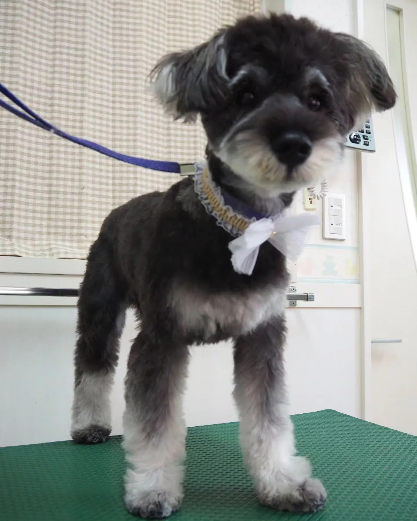 【トリミング】シュナウザー【テディベア】