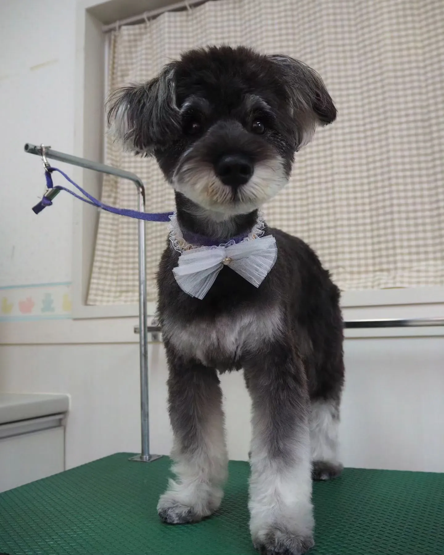 【トリミング】シュナウザー【テディベア】