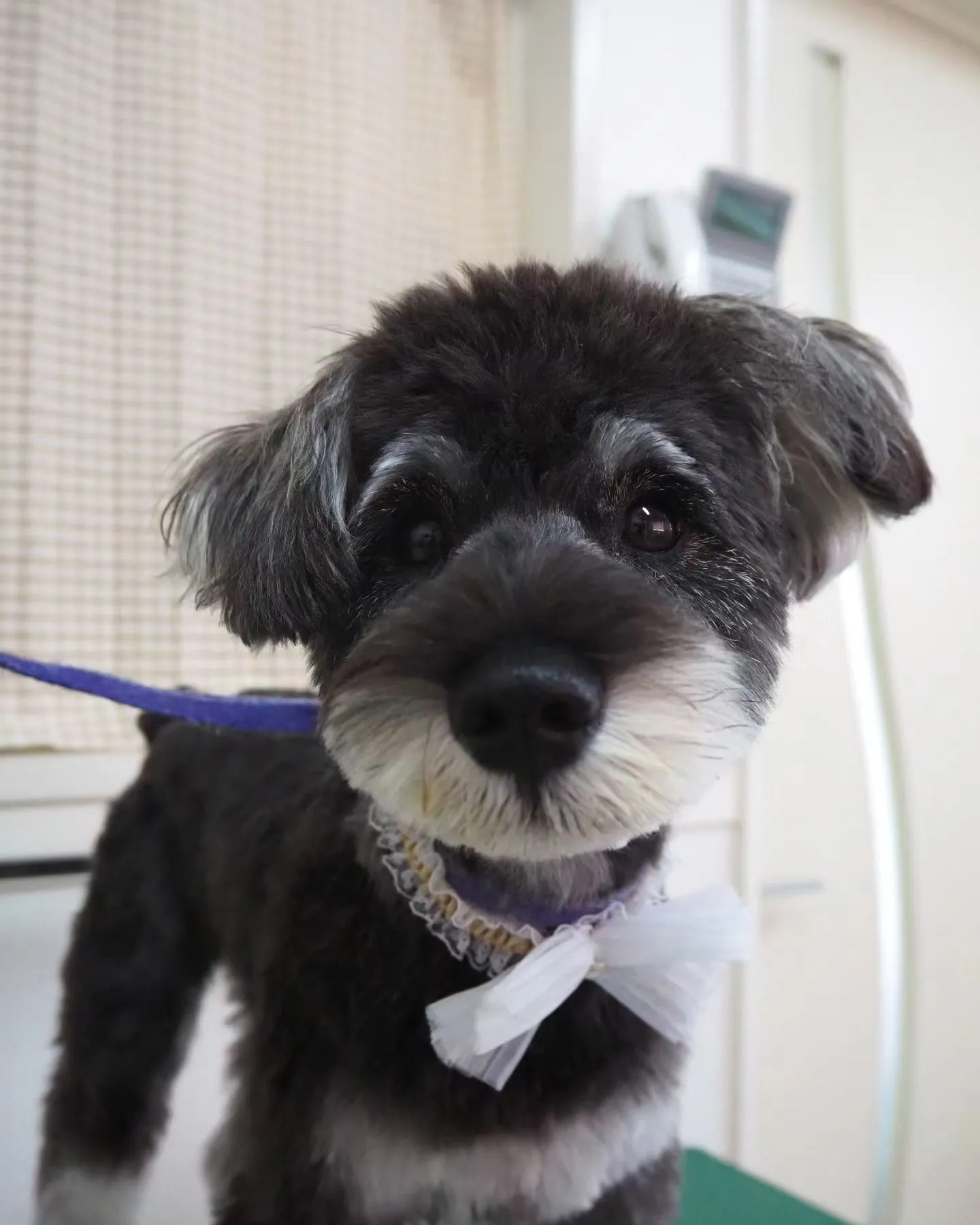 【トリミング】シュナウザー【テディベア】