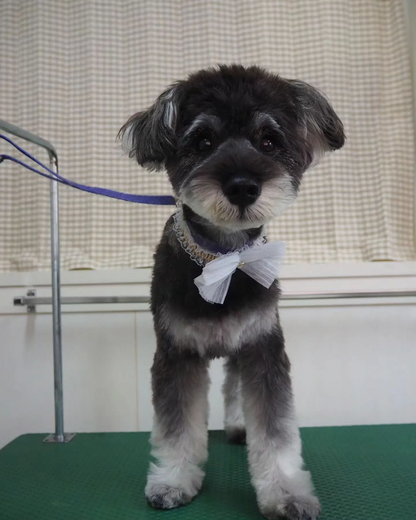 【トリミング】シュナウザー【テディベア】
