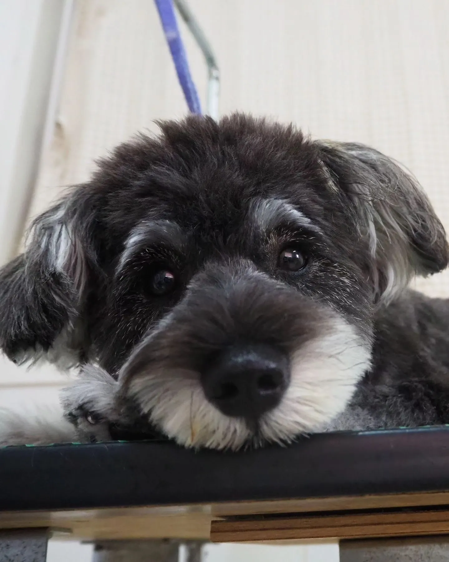 【トリミング】シュナウザー【テディベア】