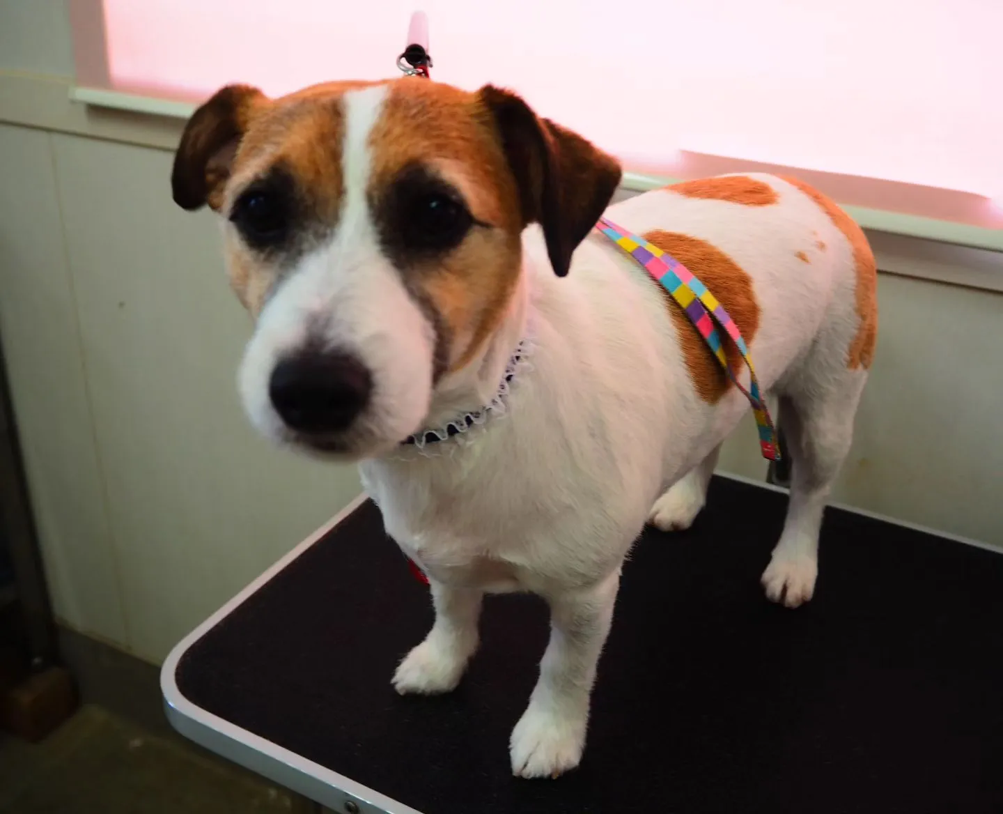 【トリミング】ジャックラッセルテリア【バリカン仕上げ】