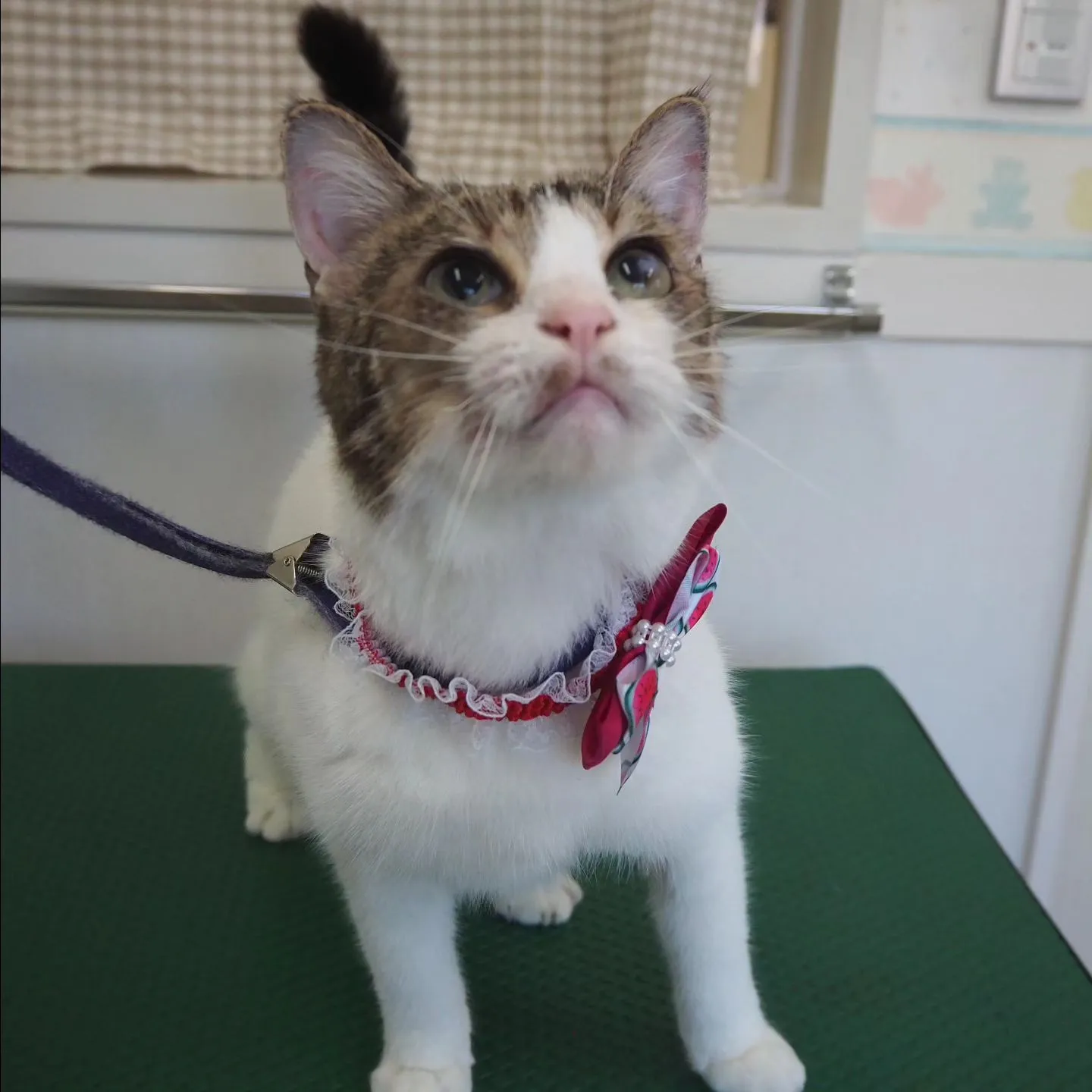 【トリミング】猫ちゃん【薬浴シャンプー】