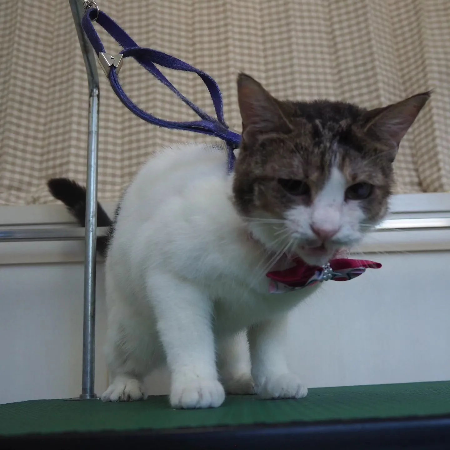 【トリミング】猫ちゃん【薬浴シャンプー】