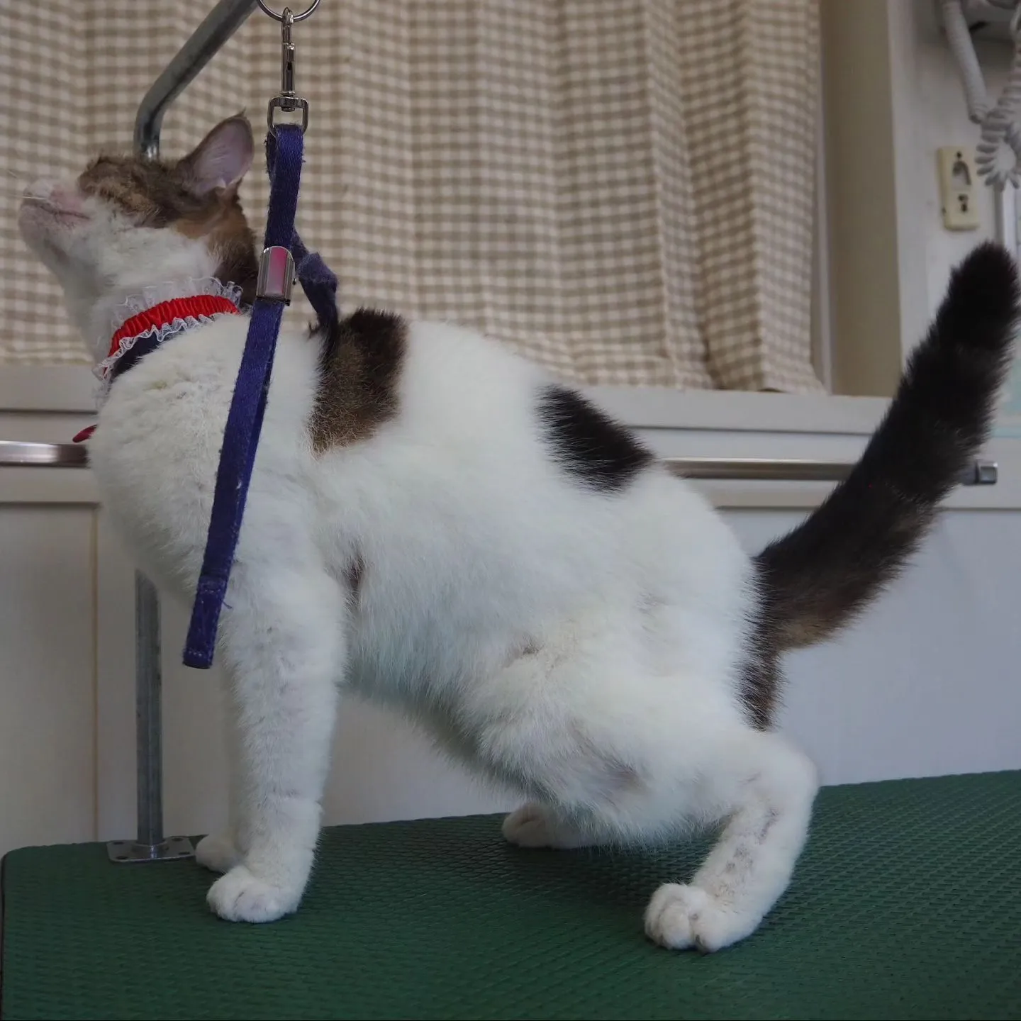 【トリミング】猫ちゃん【薬浴シャンプー】