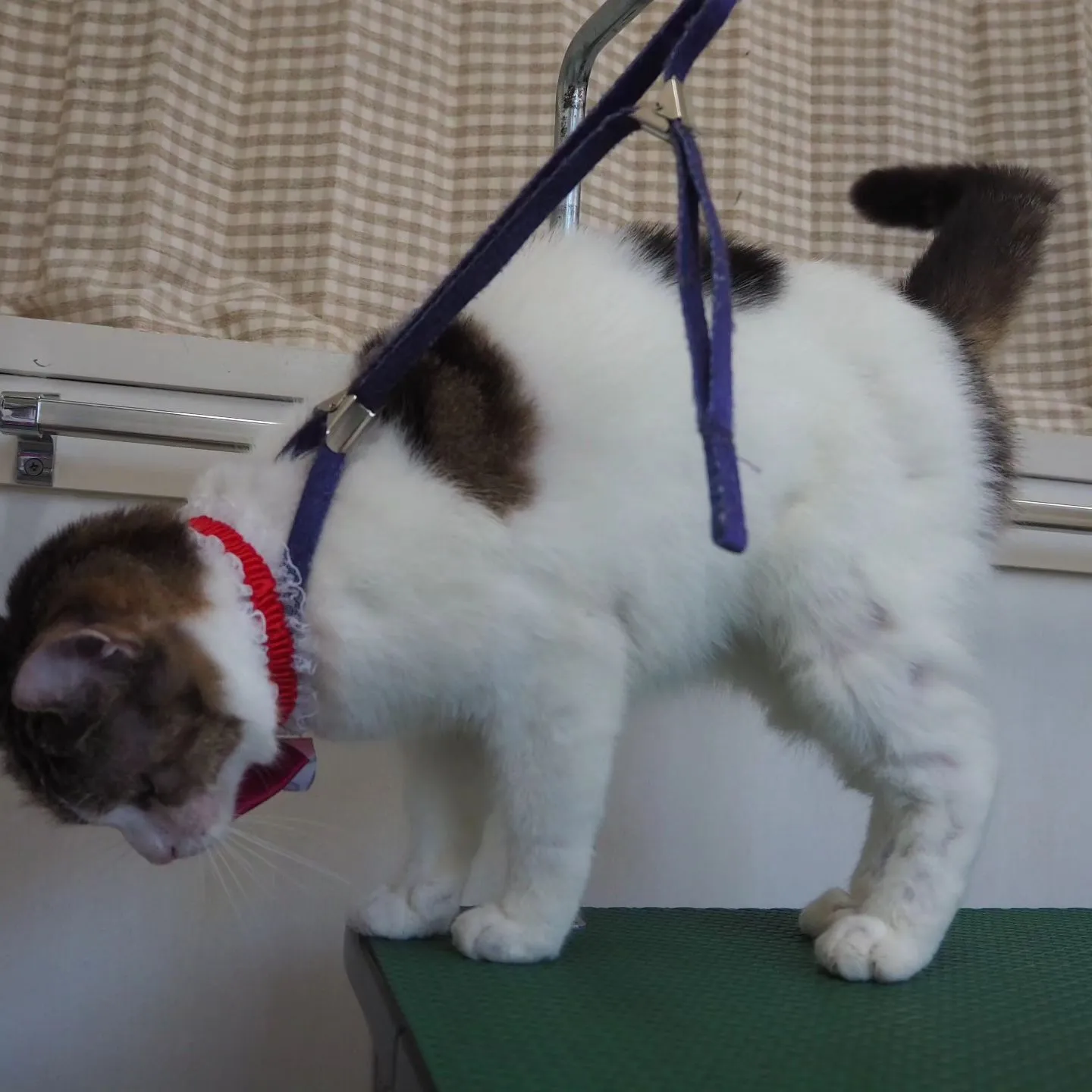 【トリミング】猫ちゃん【薬浴シャンプー】