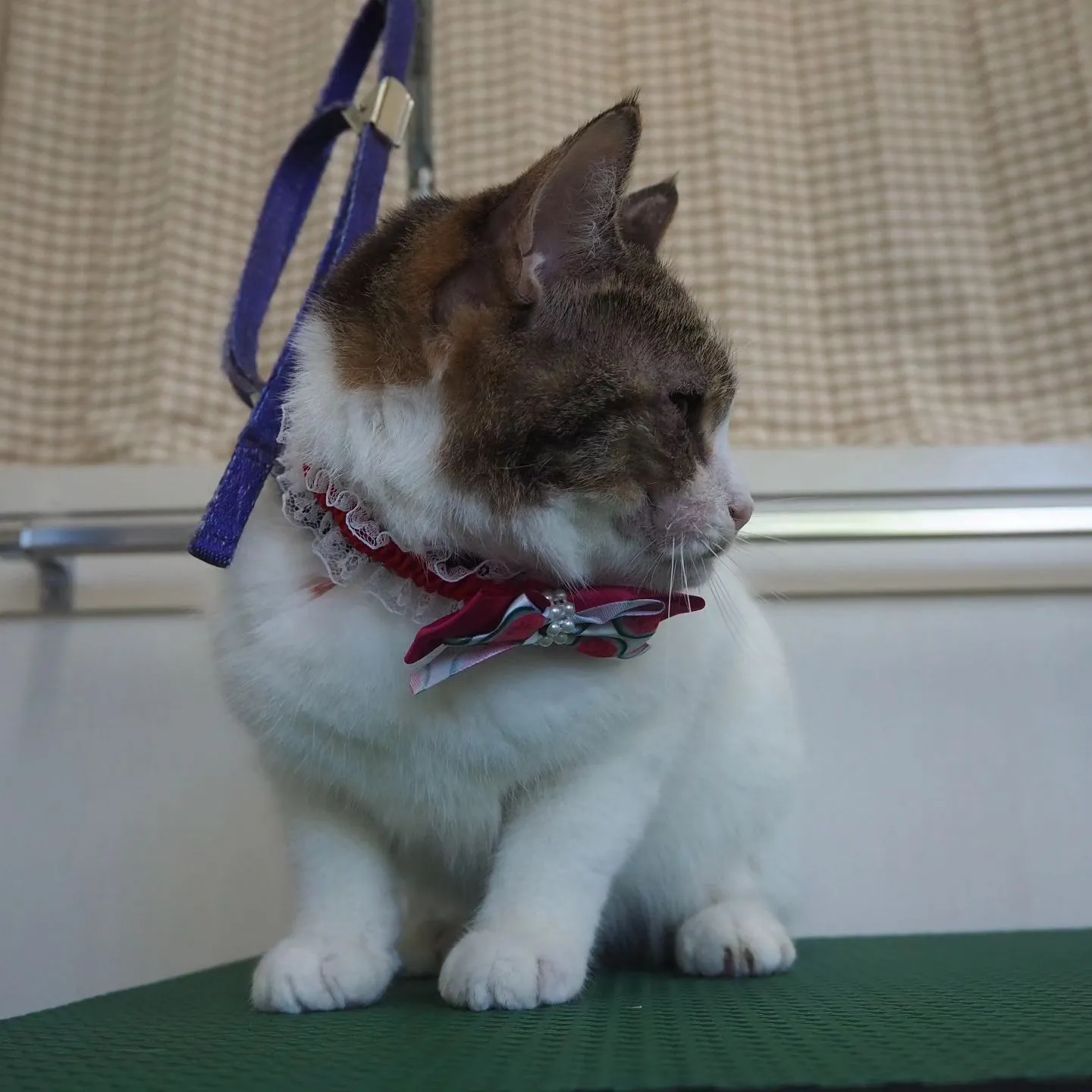 【トリミング】猫ちゃん【薬浴シャンプー】