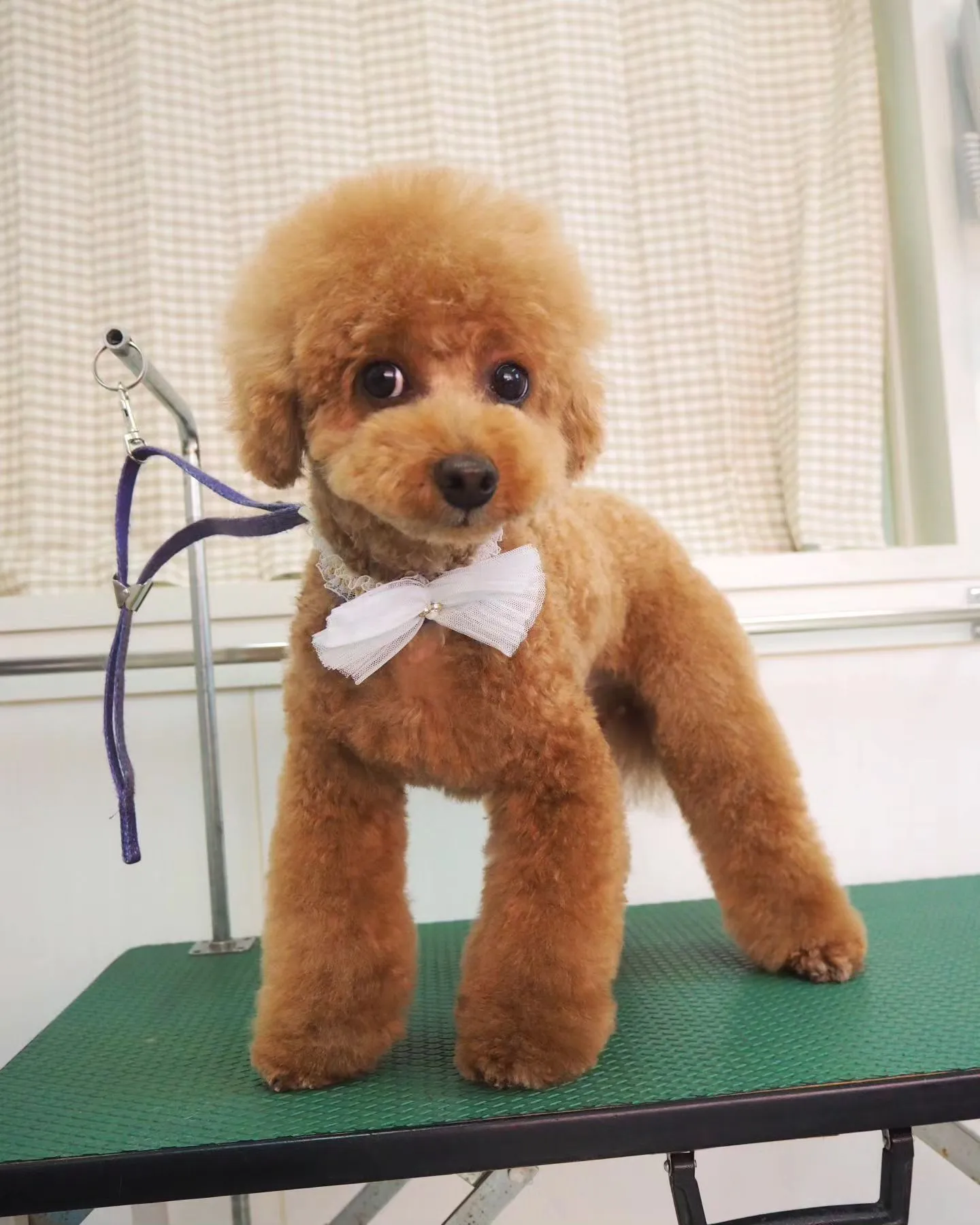 【トリミング】トイプードル【ふんわり】