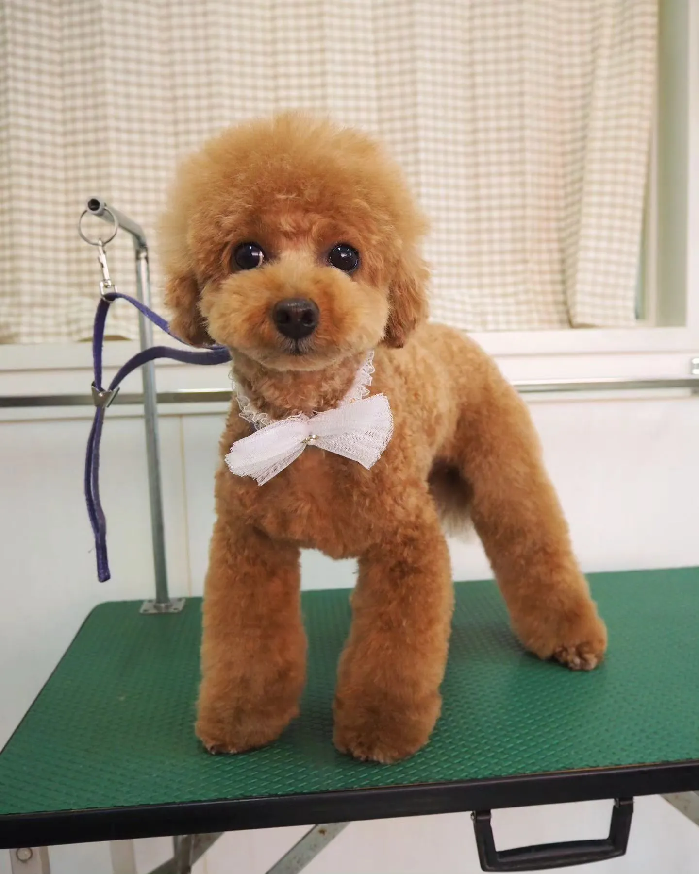 【トリミング】トイプードル【ふんわり】