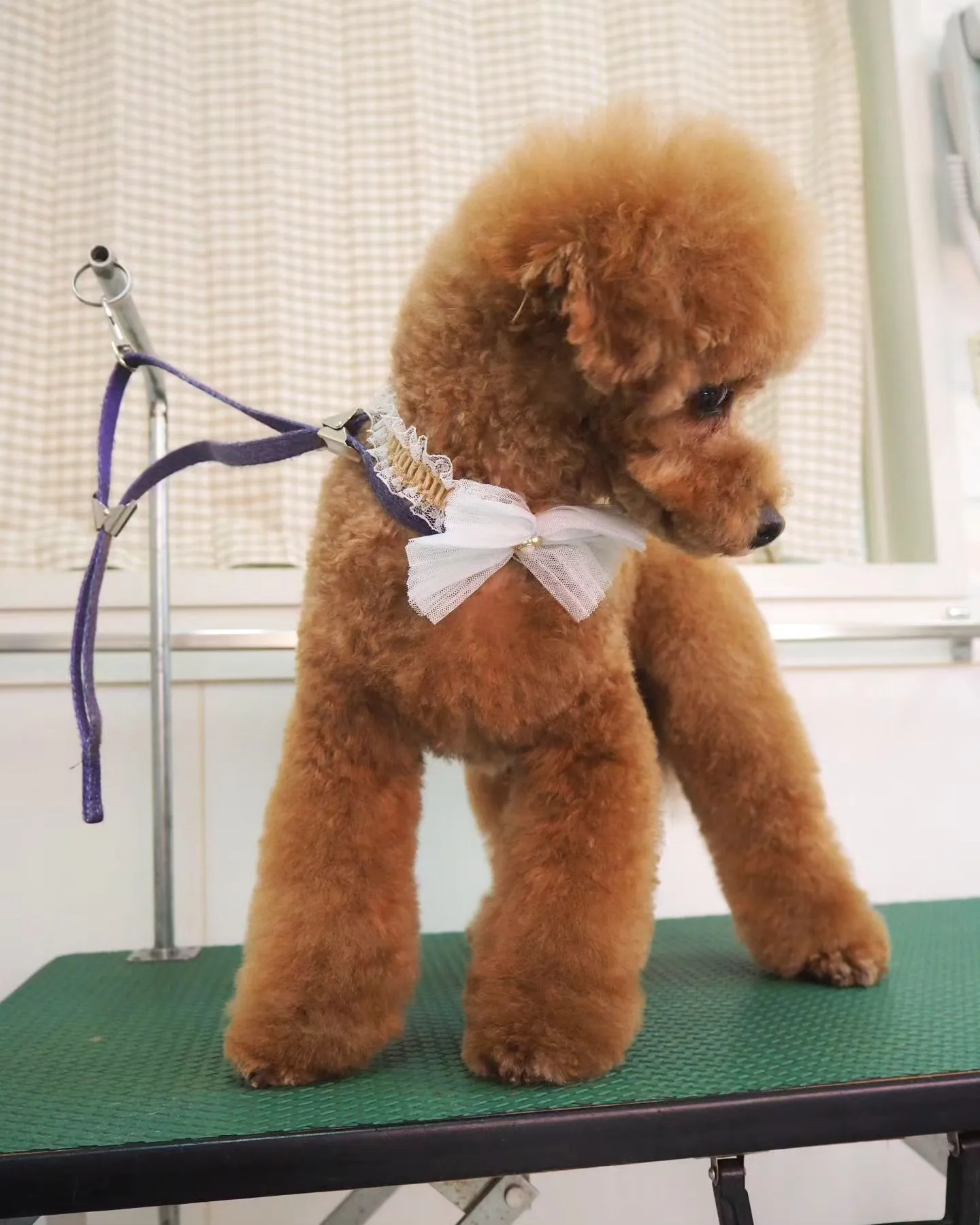 【トリミング】トイプードル【ふんわり】