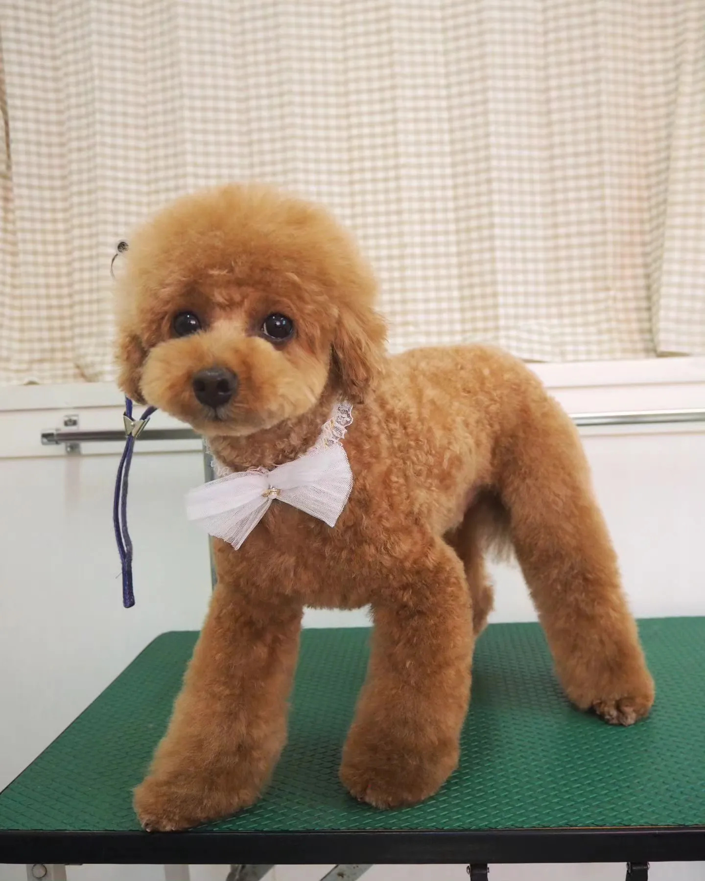 【トリミング】トイプードル【ふんわり】