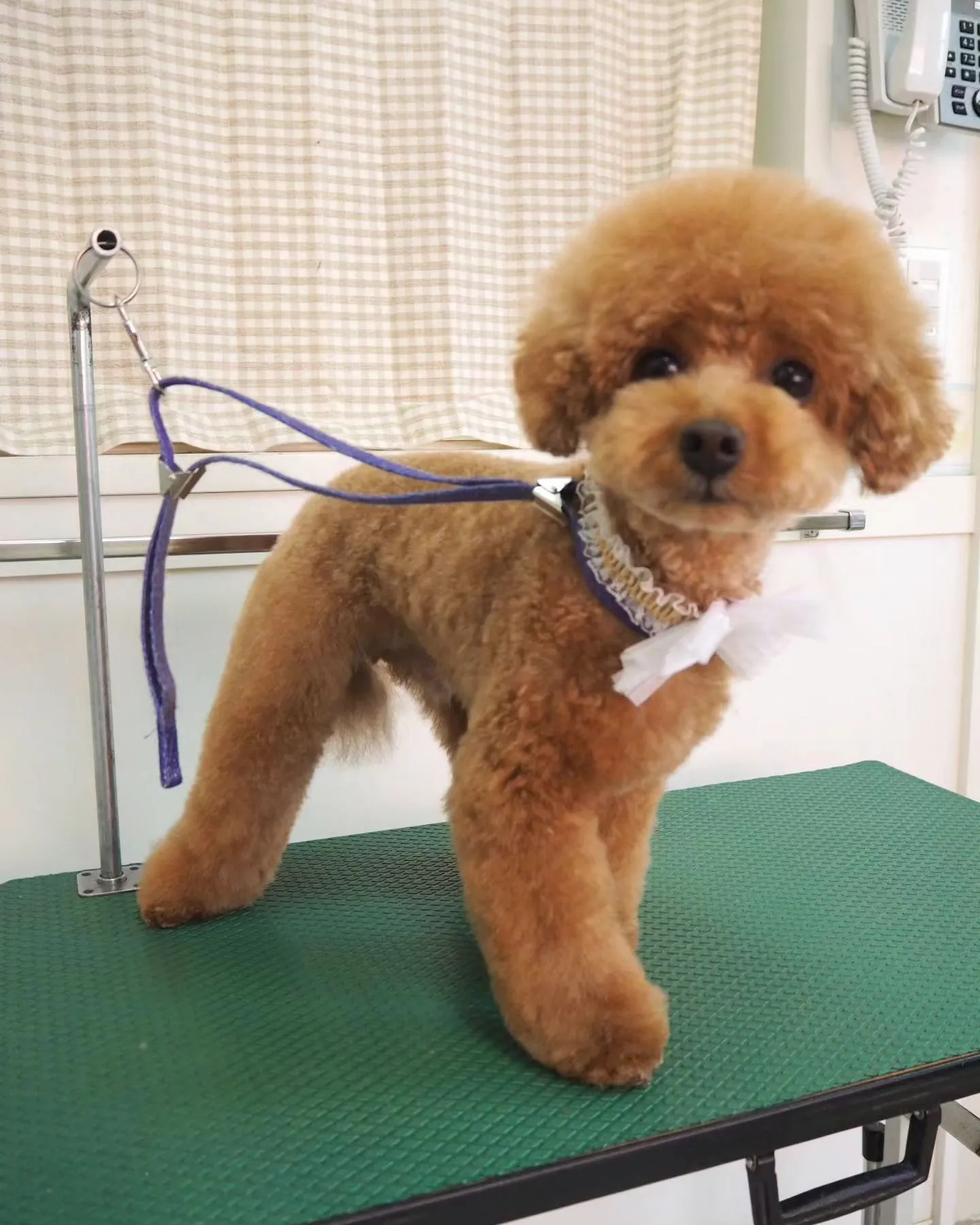 【トリミング】トイプードル【ふんわり】