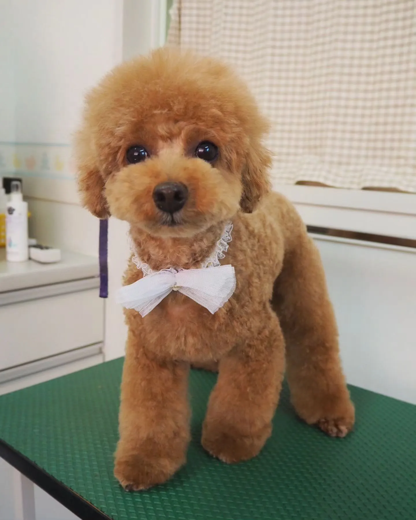 【トリミング】トイプードル【ふんわり】