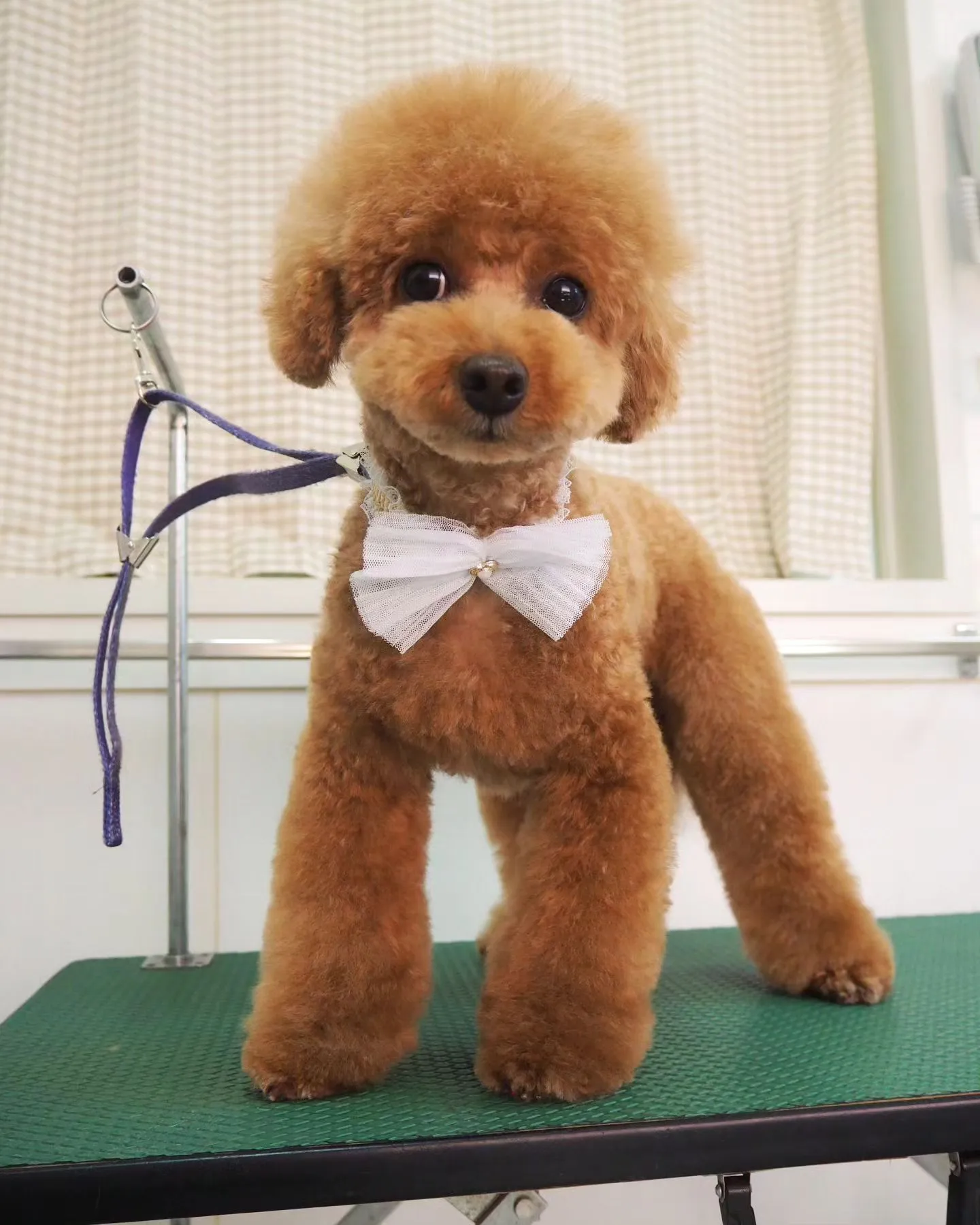 【トリミング】トイプードル【ふんわり】