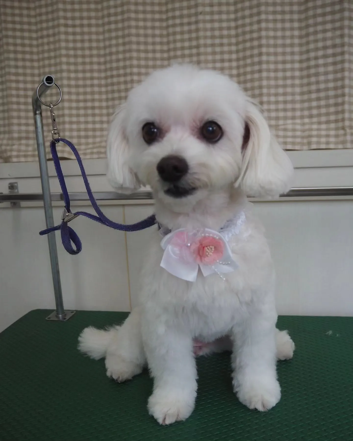 【トリミング】【可愛らしく】