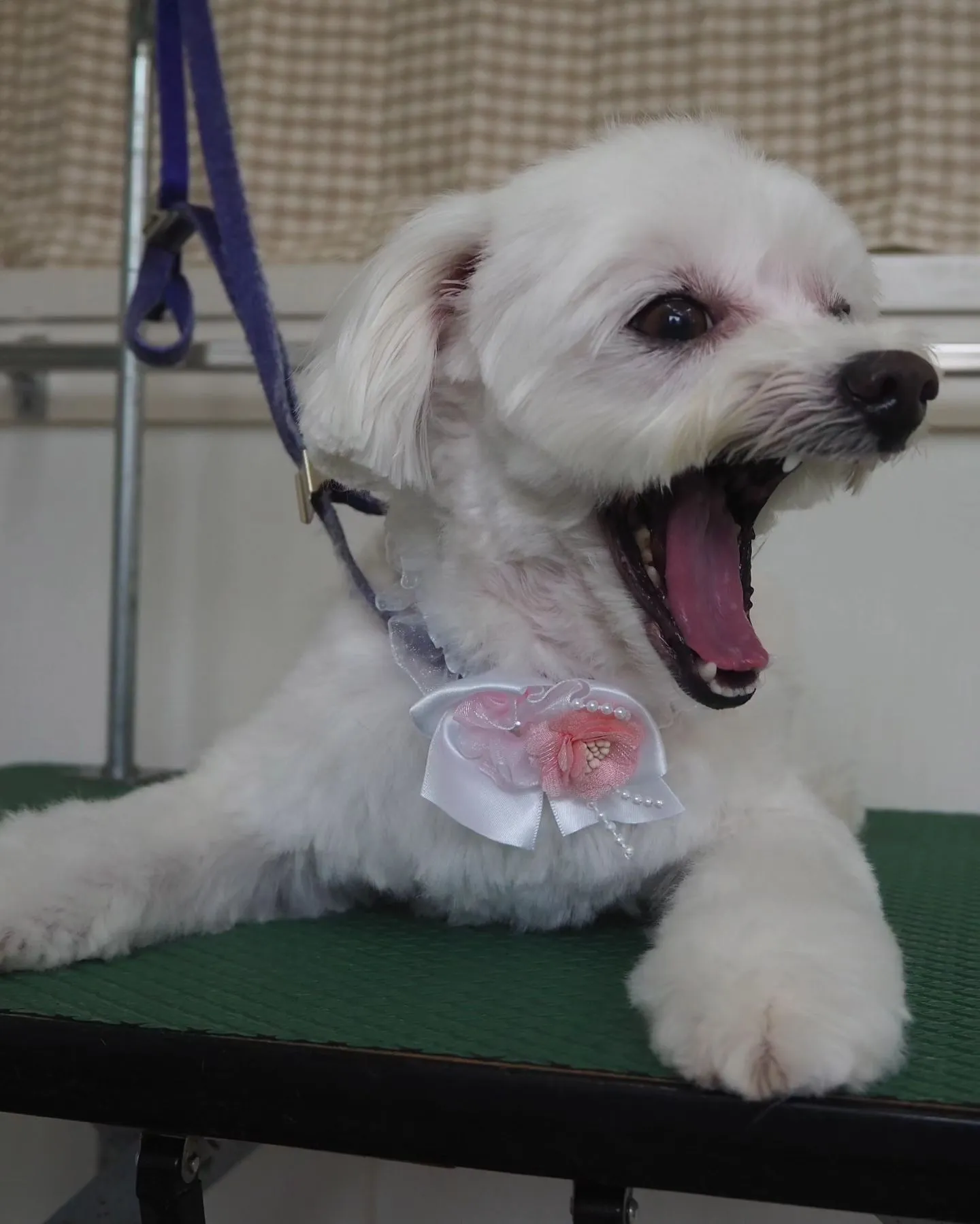 【トリミング】【可愛らしく】